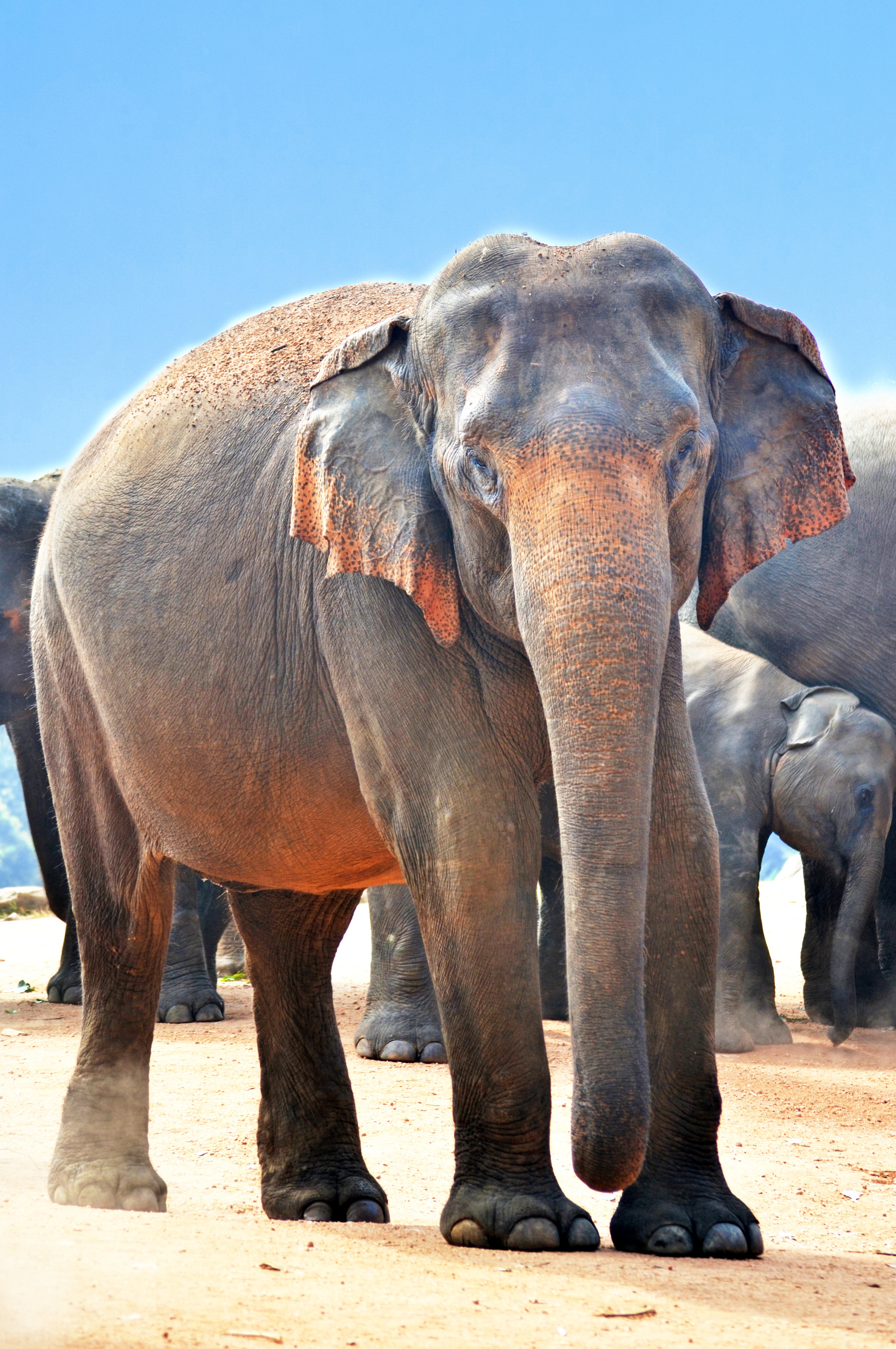 Wallpapers sand wildlife mammal on the desktop