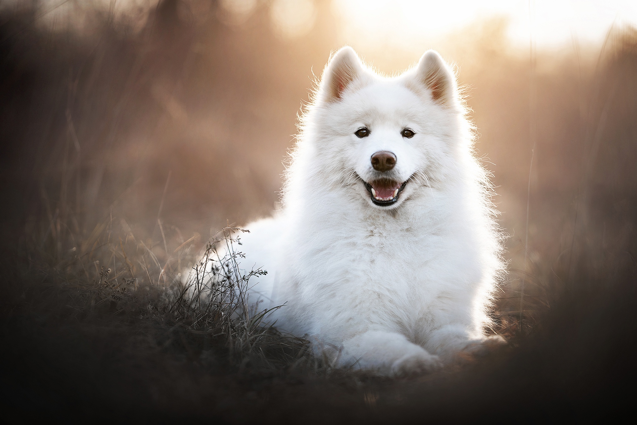 Free photo Cute white samoedik