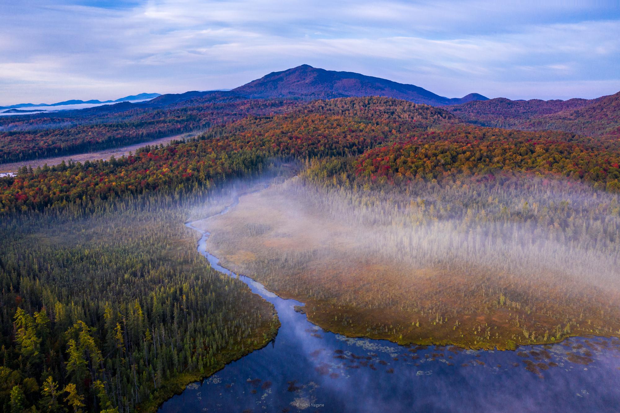 Free photo Autumn forest from a bird`s eye view