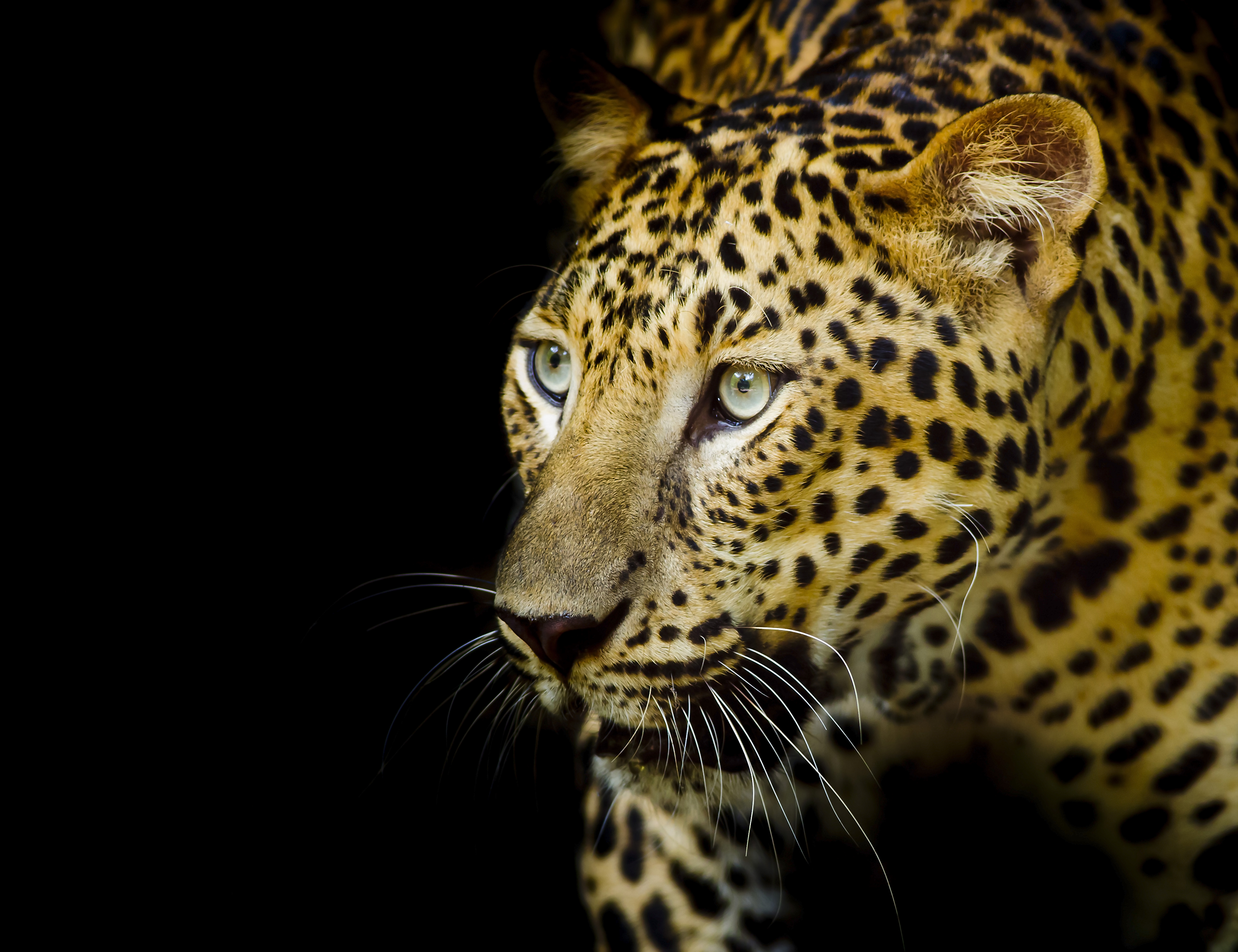 Wallpapers animal Leopard portrait big cat on the desktop