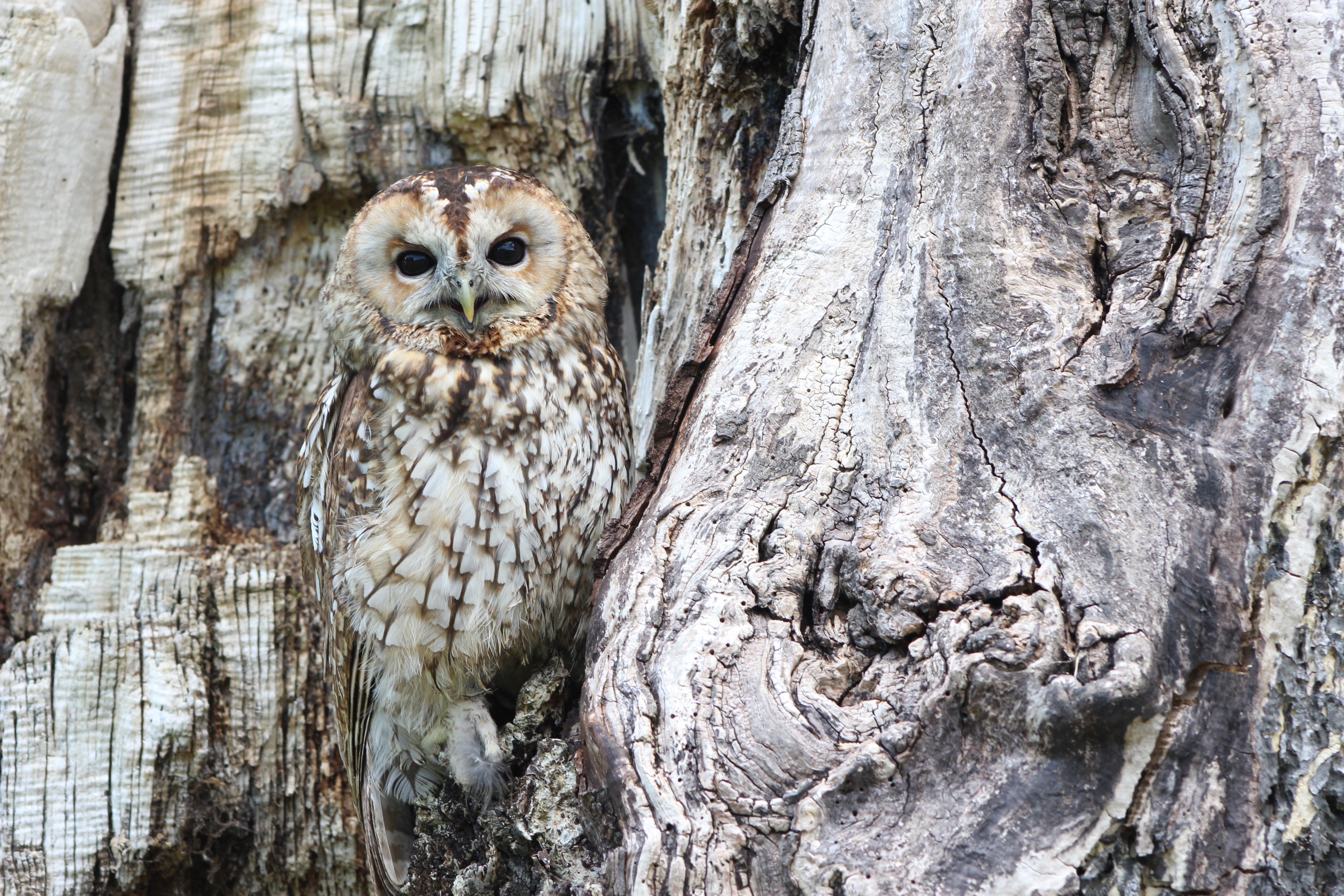 Free photo The owl blended in with its surroundings