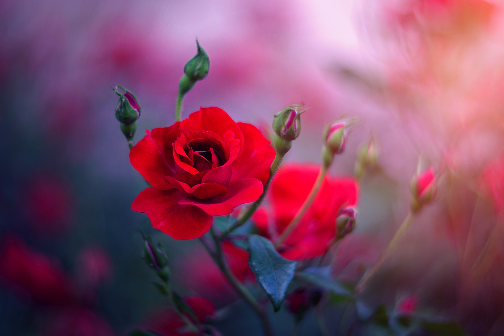 Free photo The buds of red roses