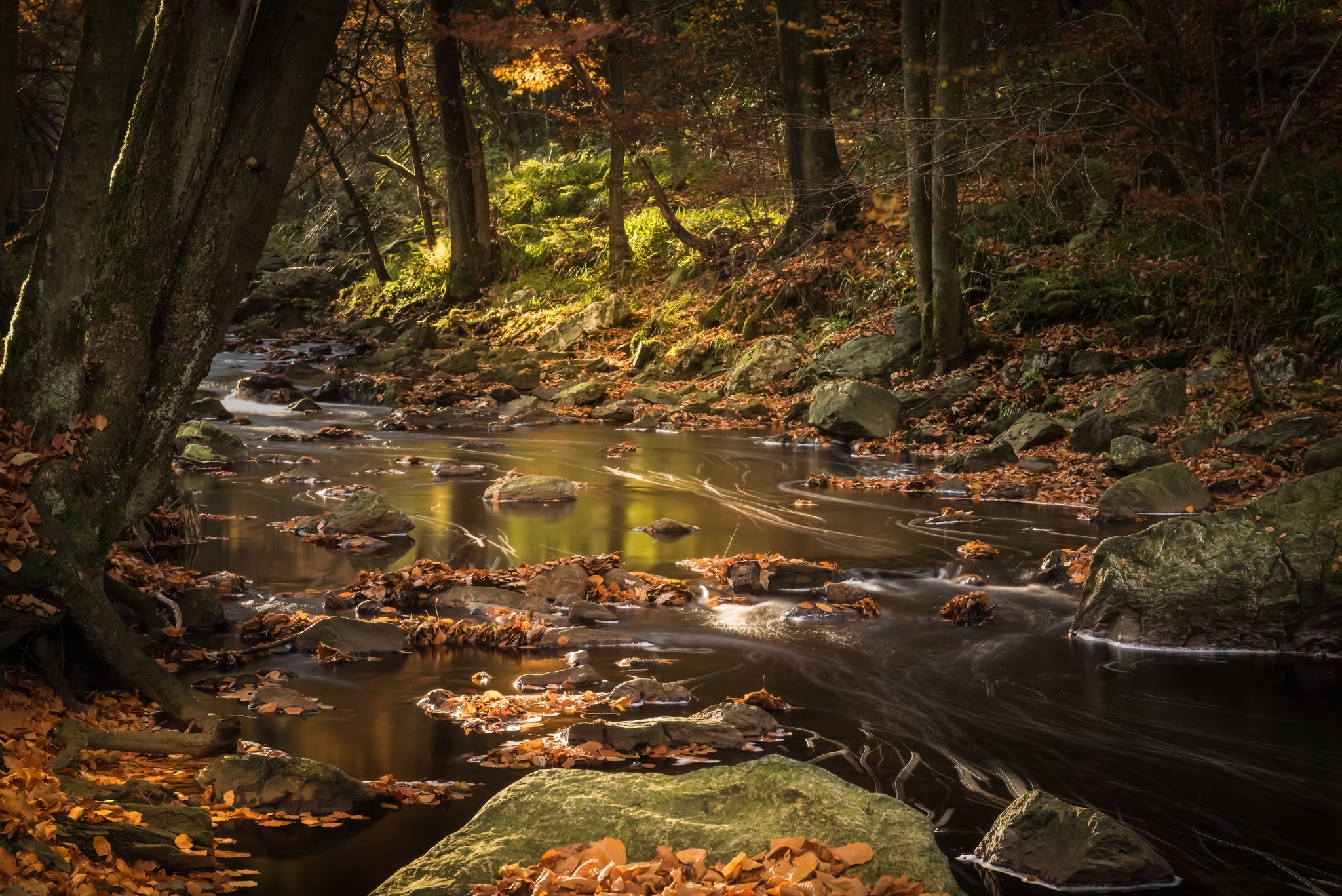 免费照片溪流潺潺的秋日森林