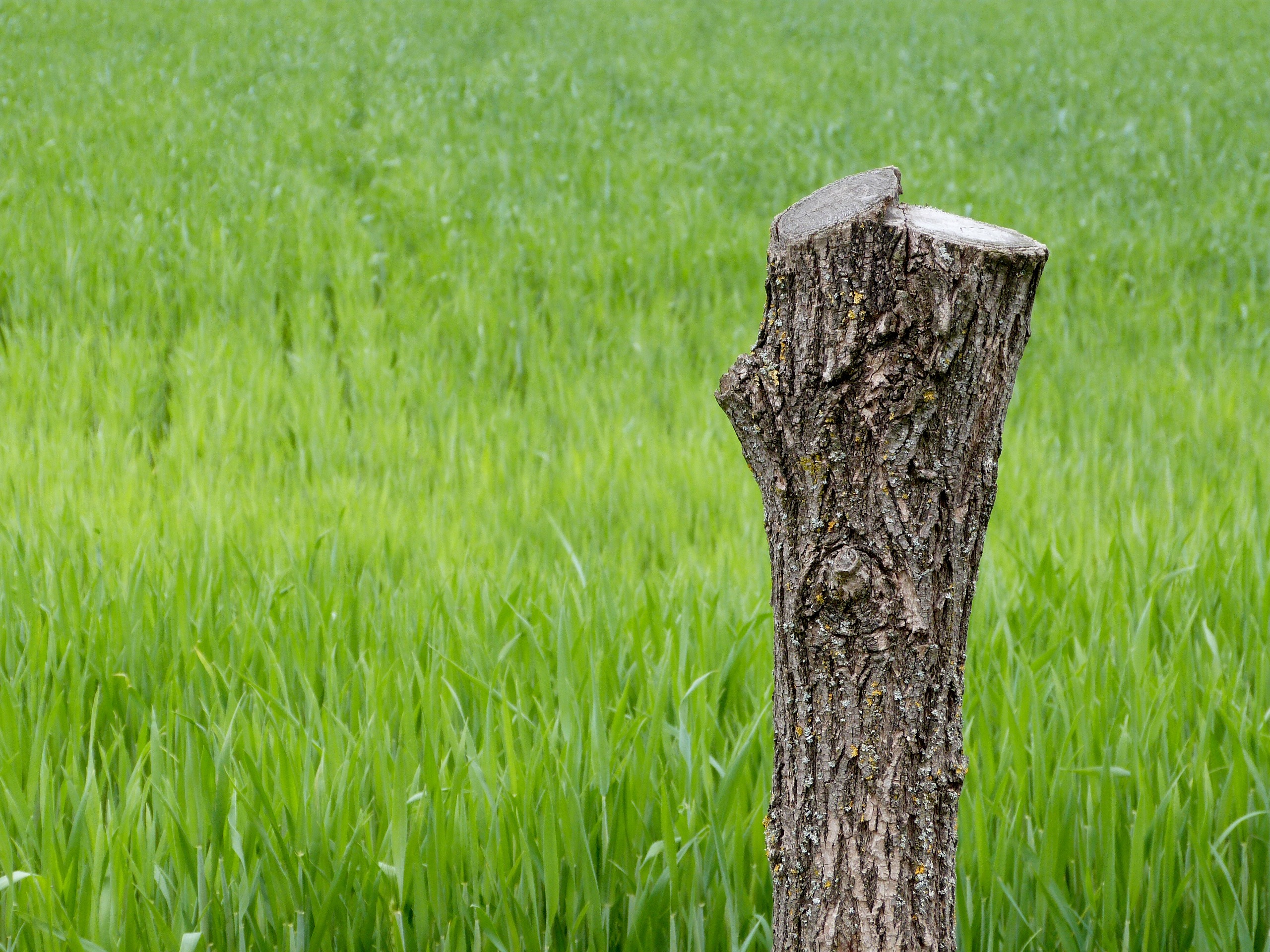 Wallpapers tree nature forest on the desktop