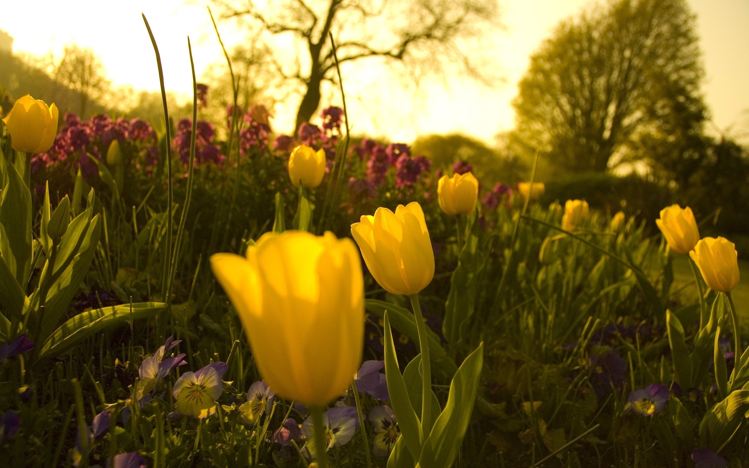 Wallpapers yellow tulips sunrise flowerbed on the desktop