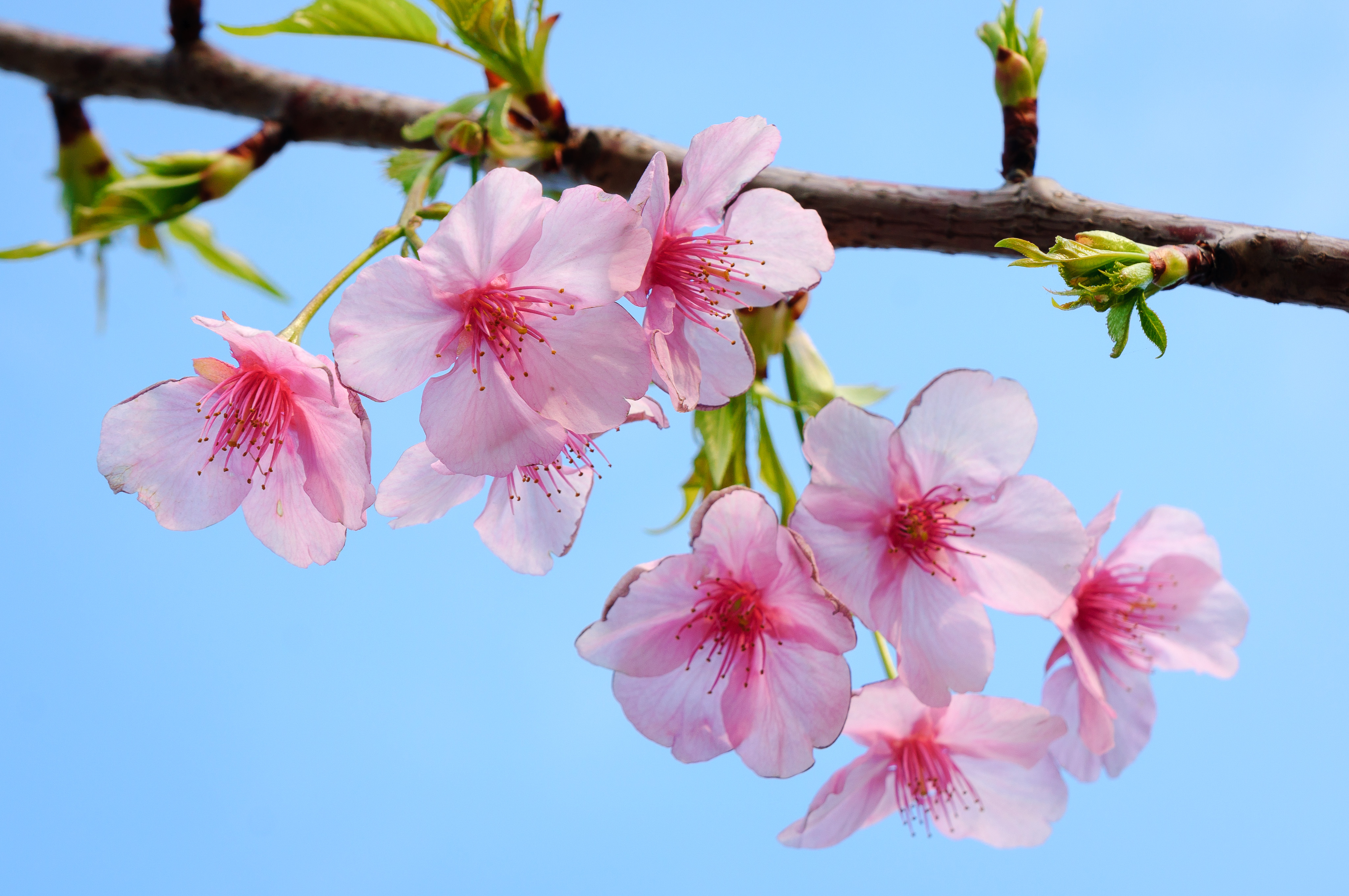 Wallpapers flora sakura spring on the desktop