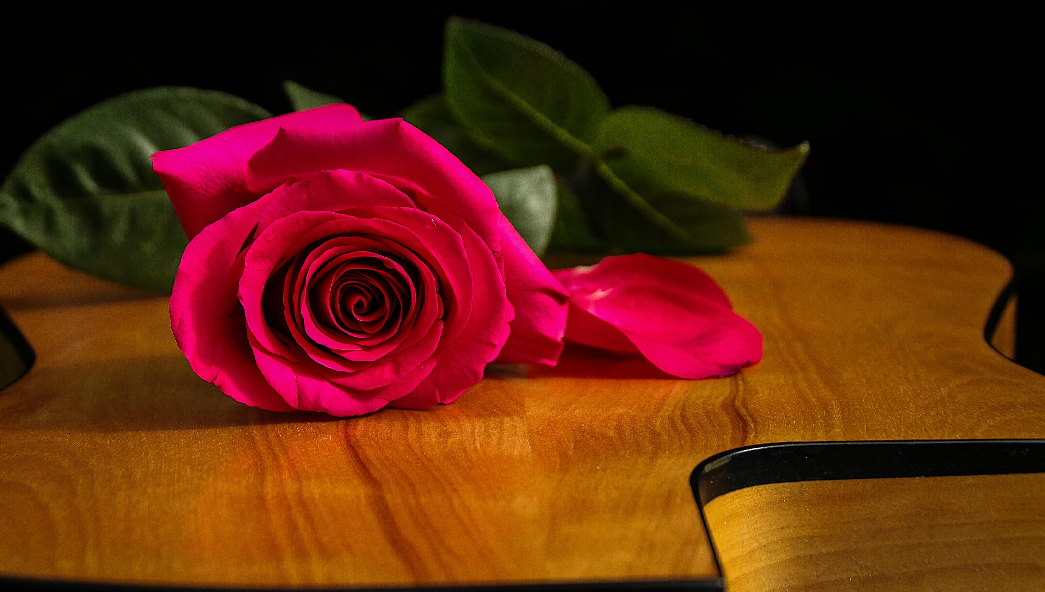 Wallpapers rose flora guitar on the desktop