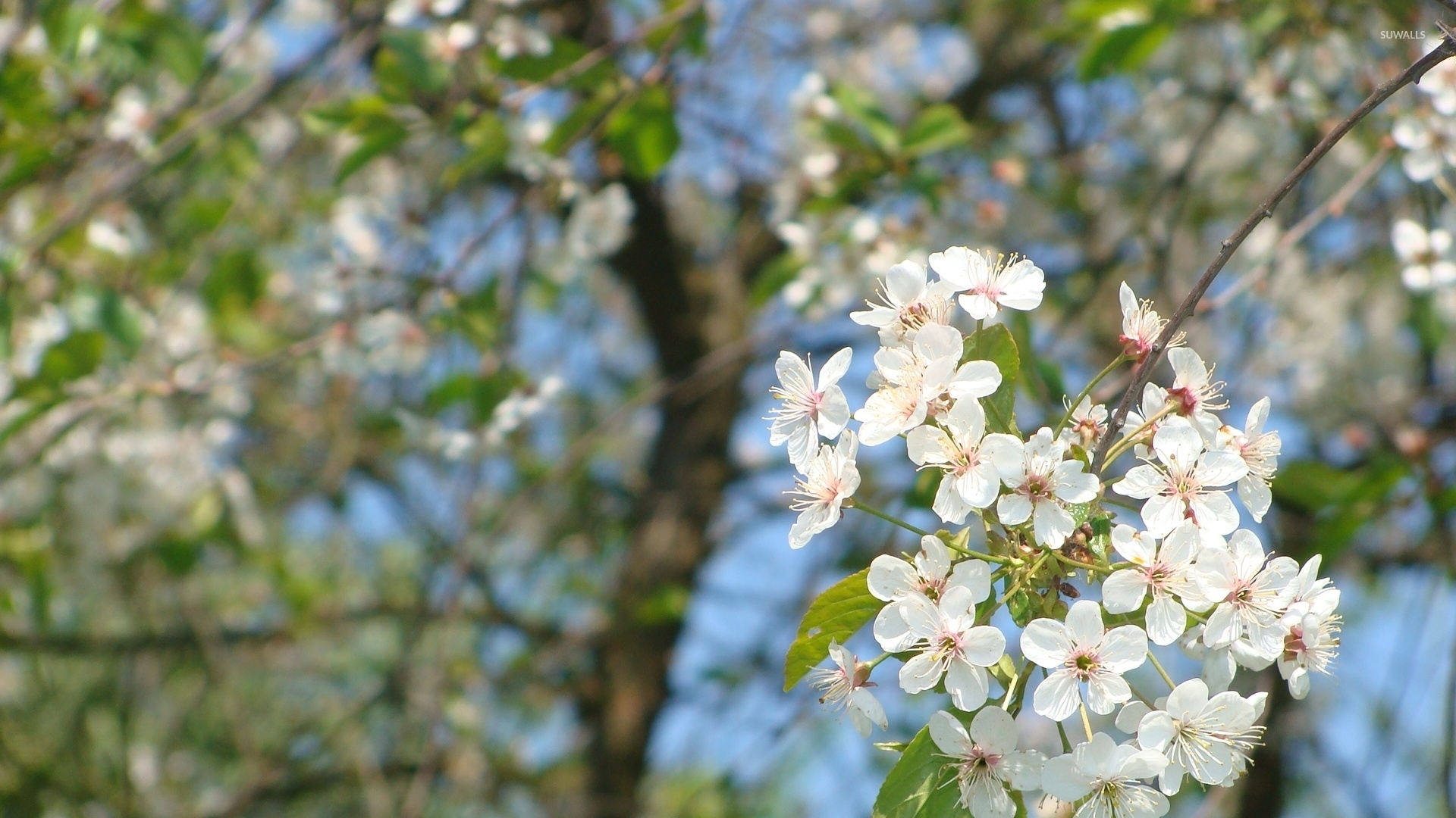 Free photo Desktop wallpaper with white flowers