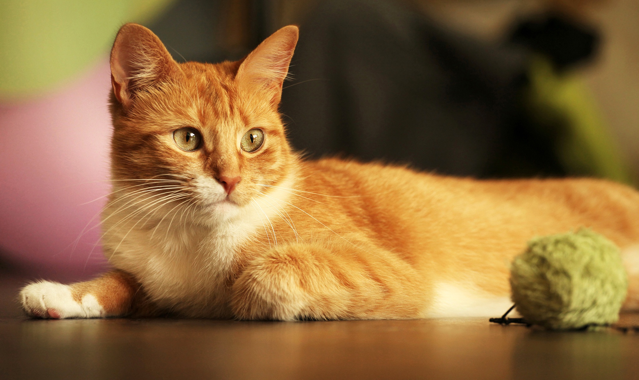 Бесплатное фото Рыжий домашний кот