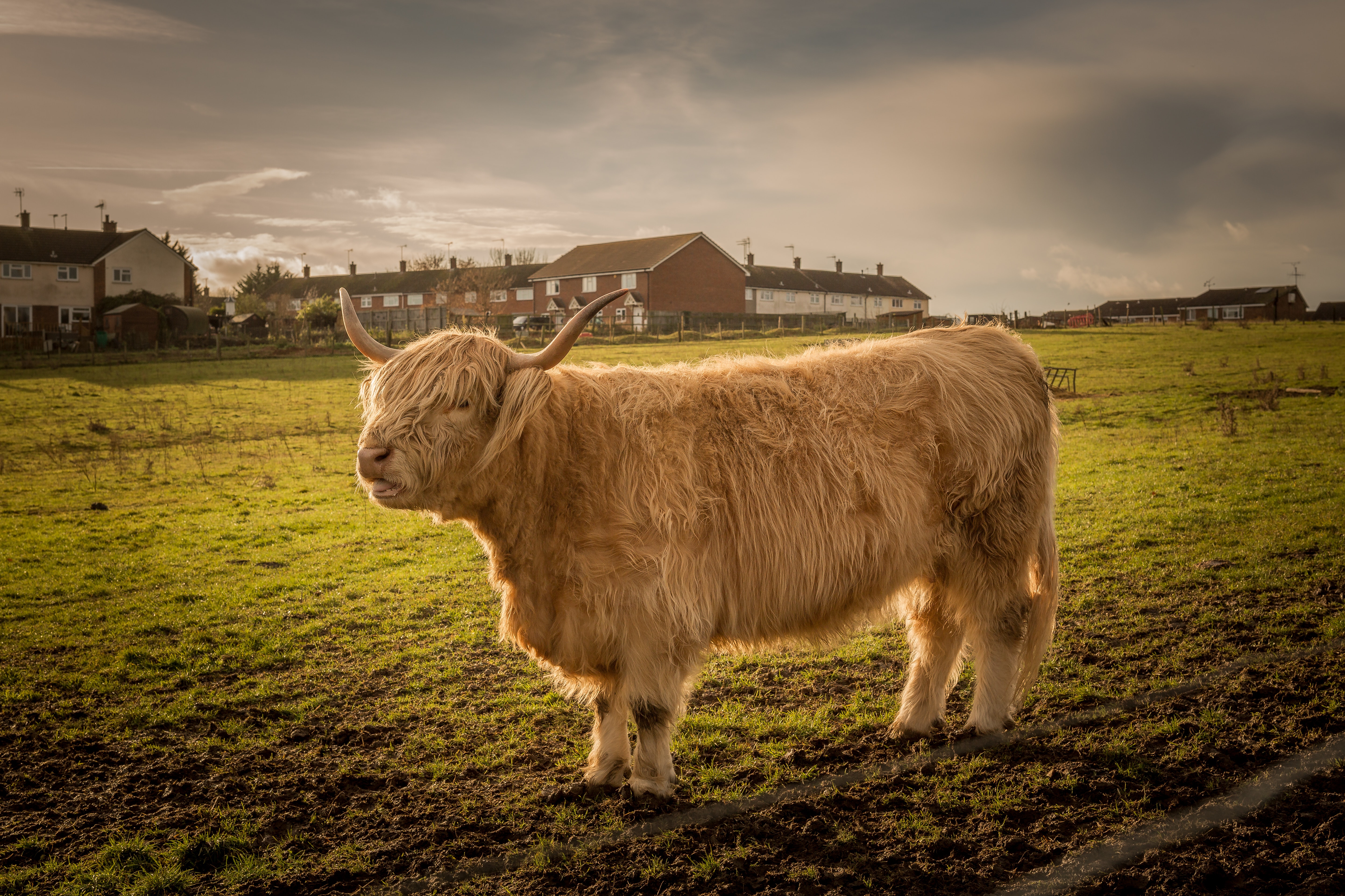 Бесплатное фото Дикий североамериканский бык с длинной мягкой шерстью
