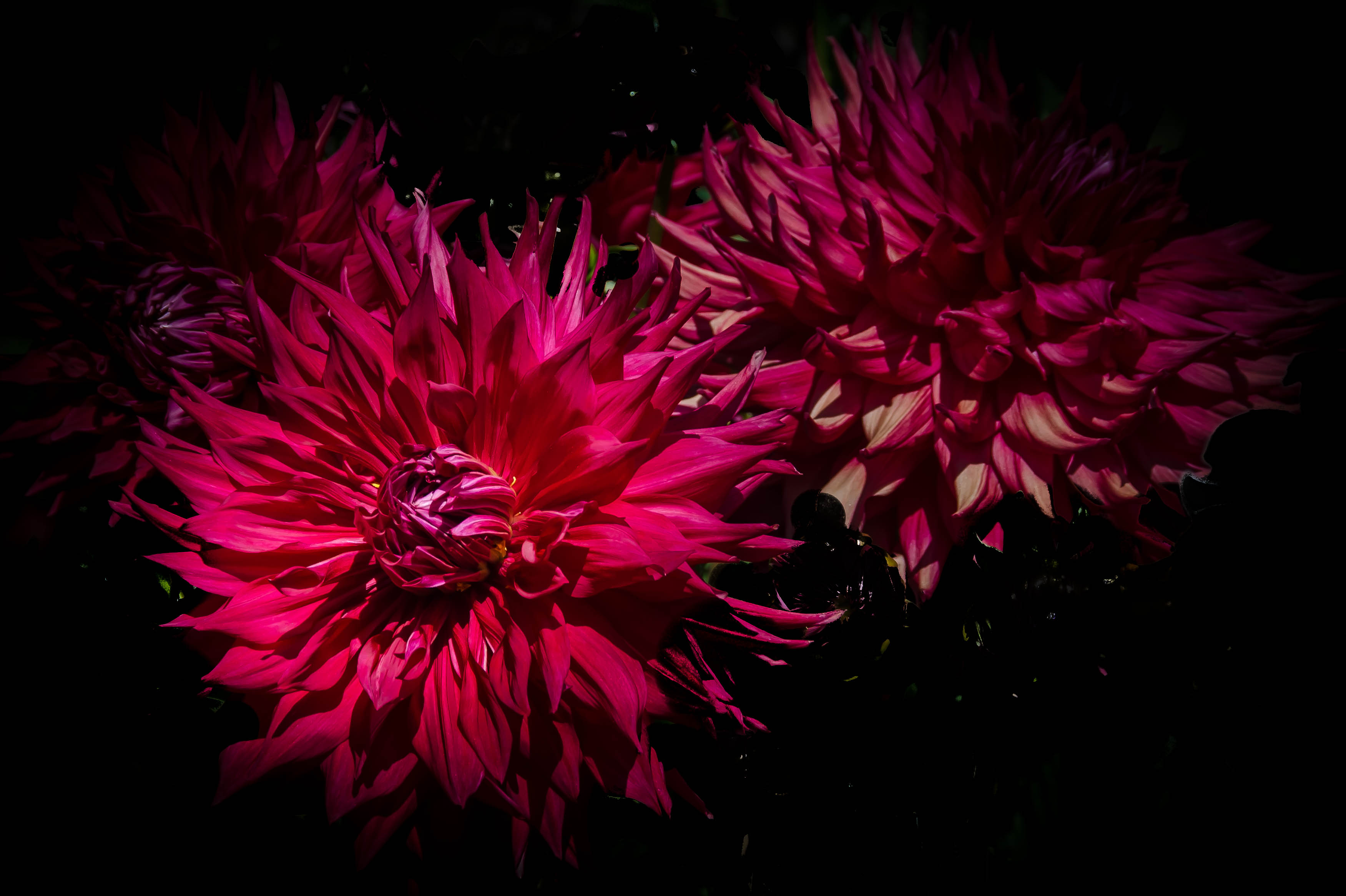 Free photo Border dahlias