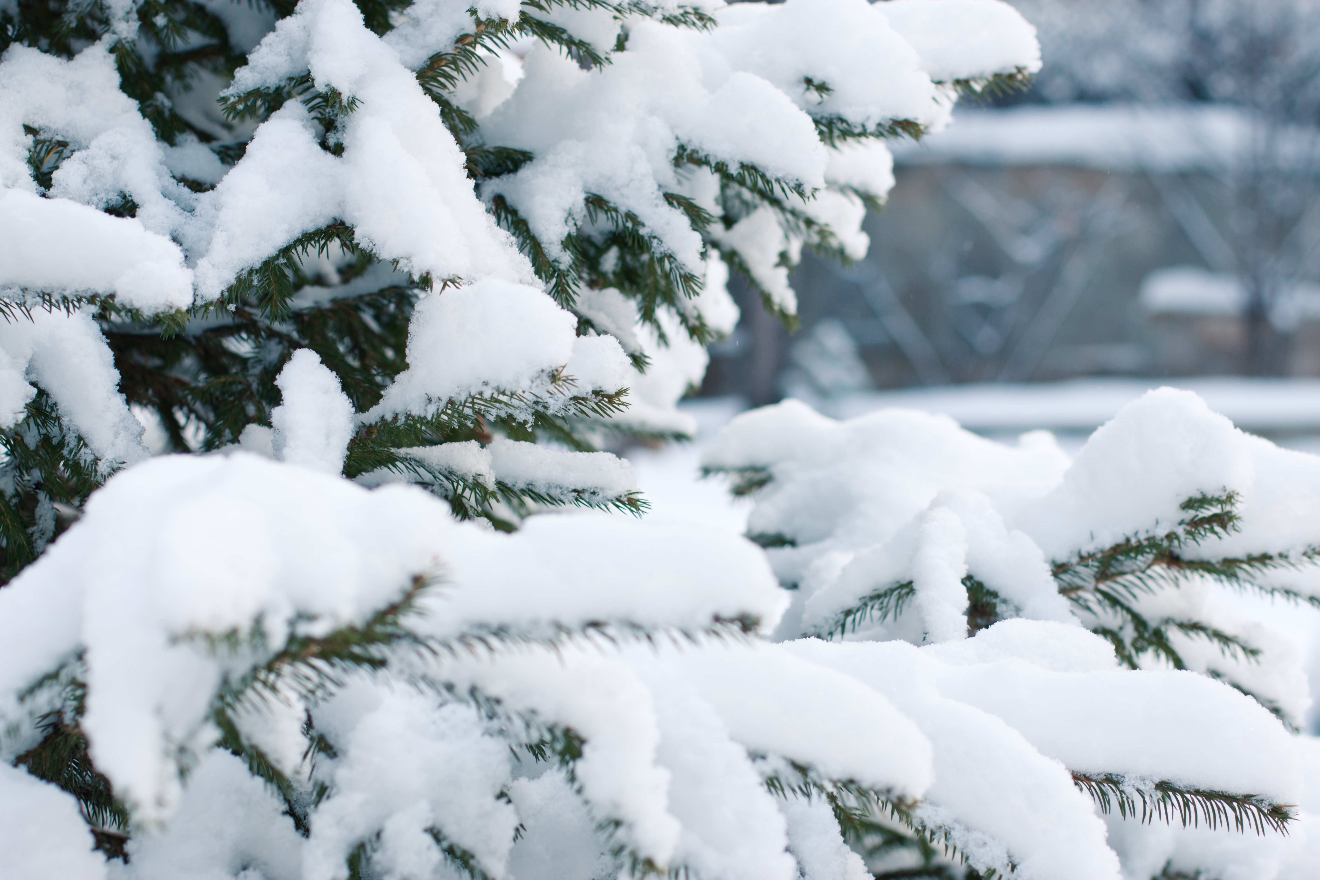 Wallpapers christmas tree frost winter forest on the desktop