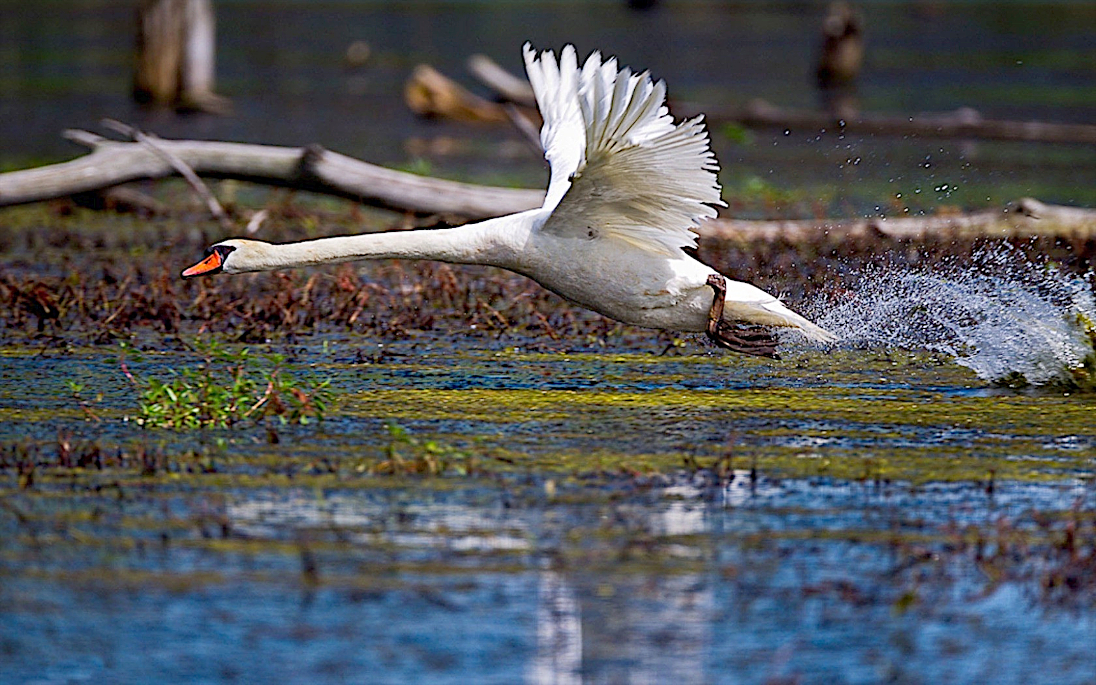 A white swan flies over the water