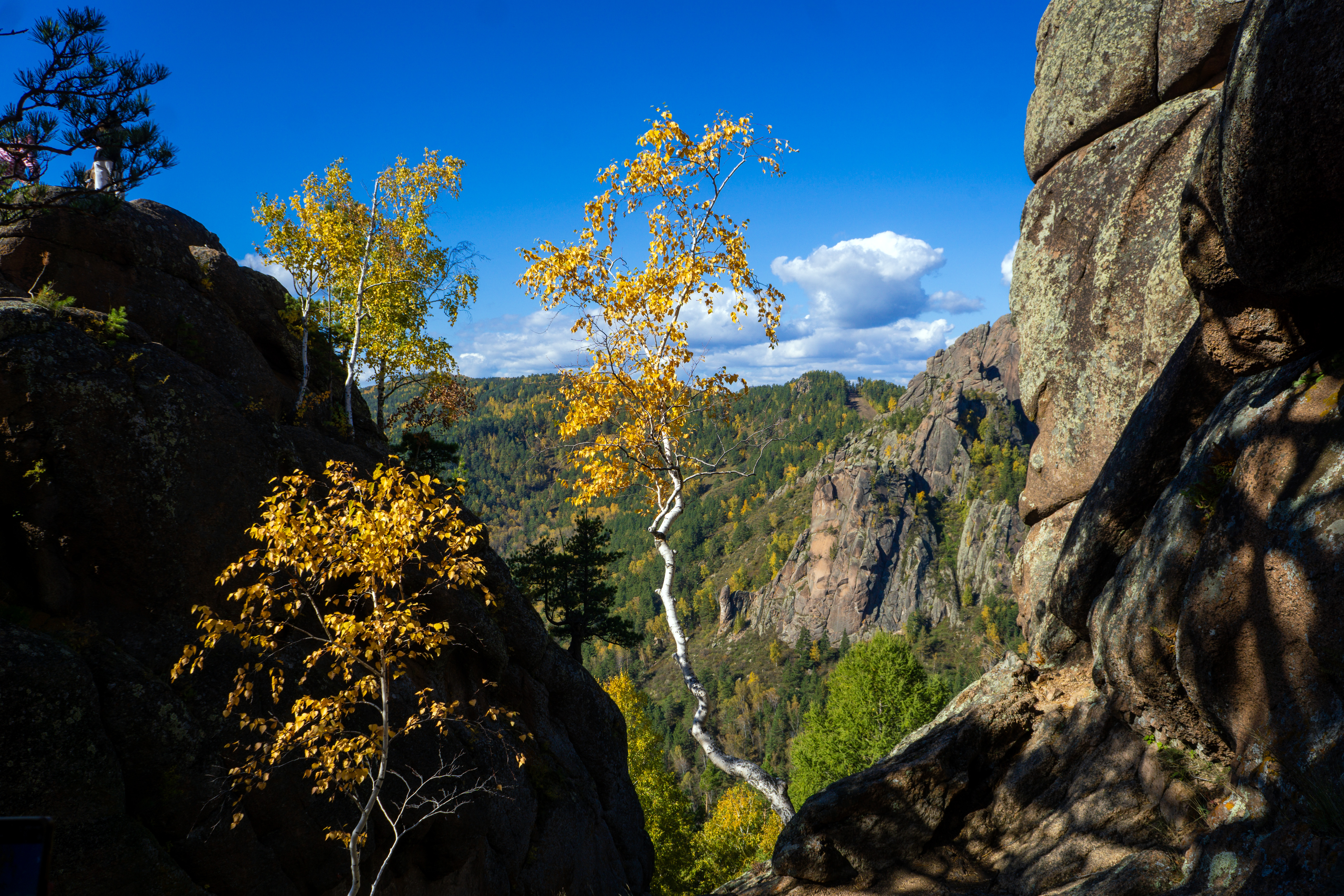 生长在斯托尔博赫岩石上的白桦树