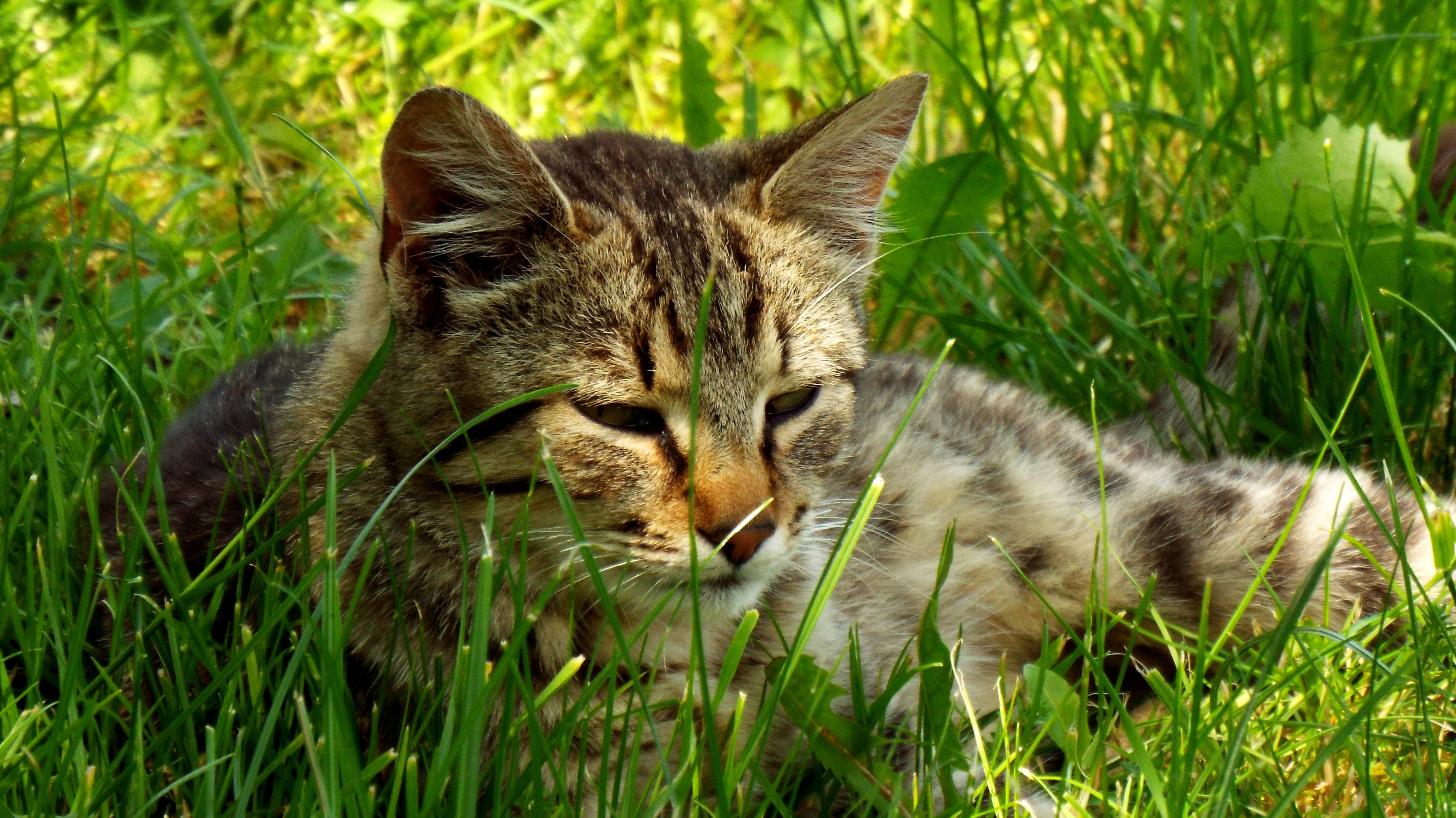 在绿草中休息的街猫