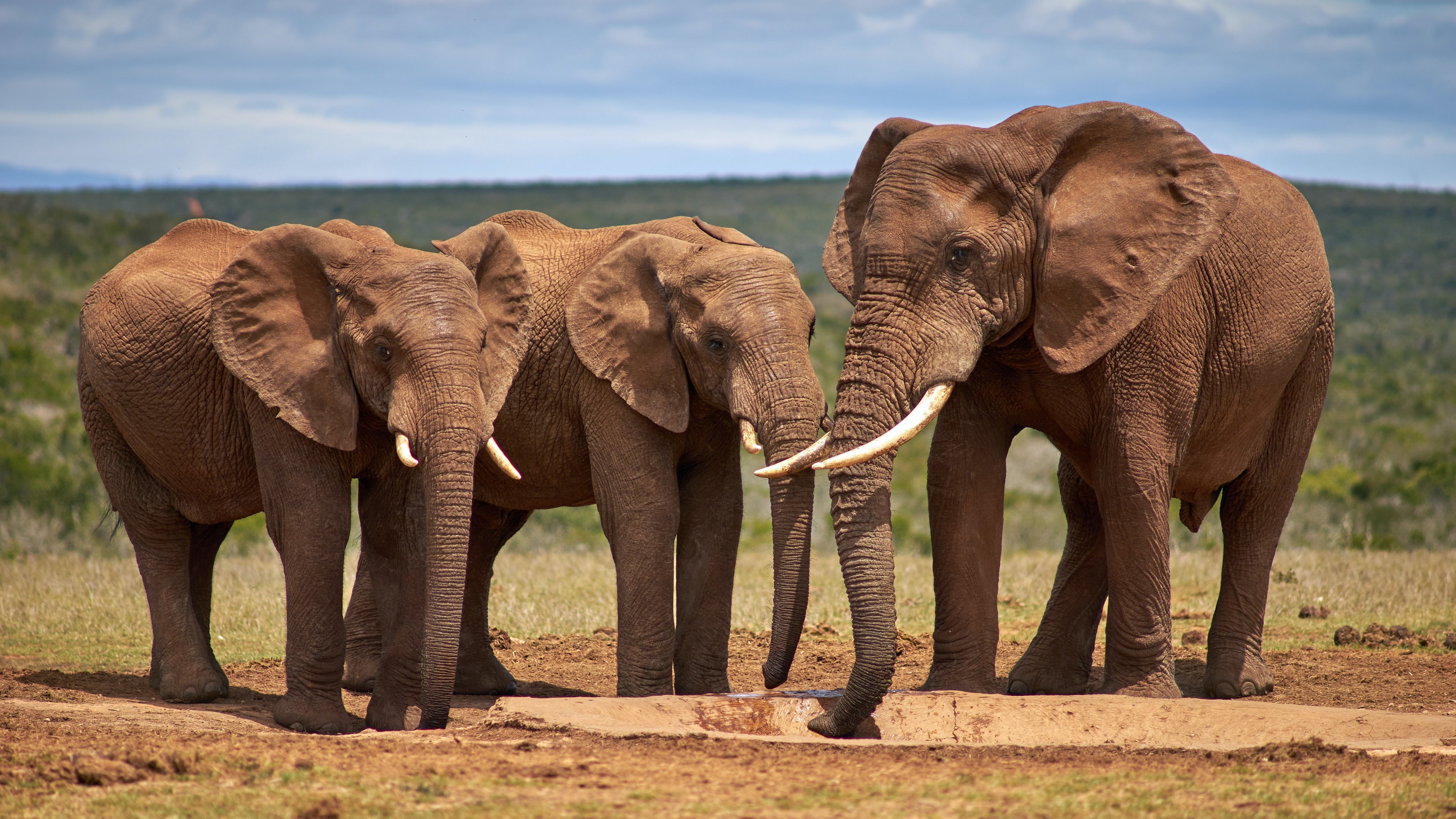 一个非洲大象家族在水坑里喝水