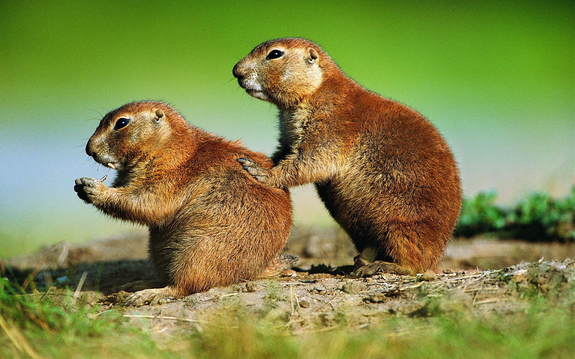 Free photo Two groundhogs sitting and staring off into the distance.