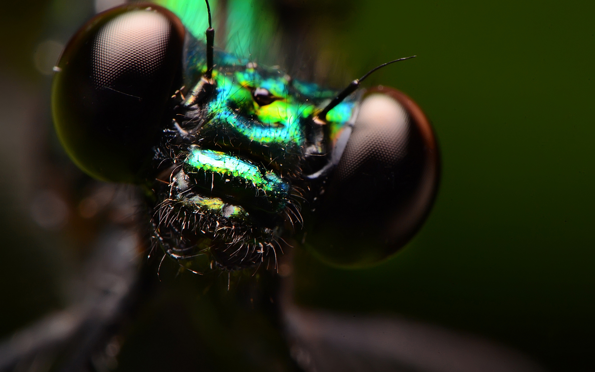 桌面上的壁纸自然 图片 宏观