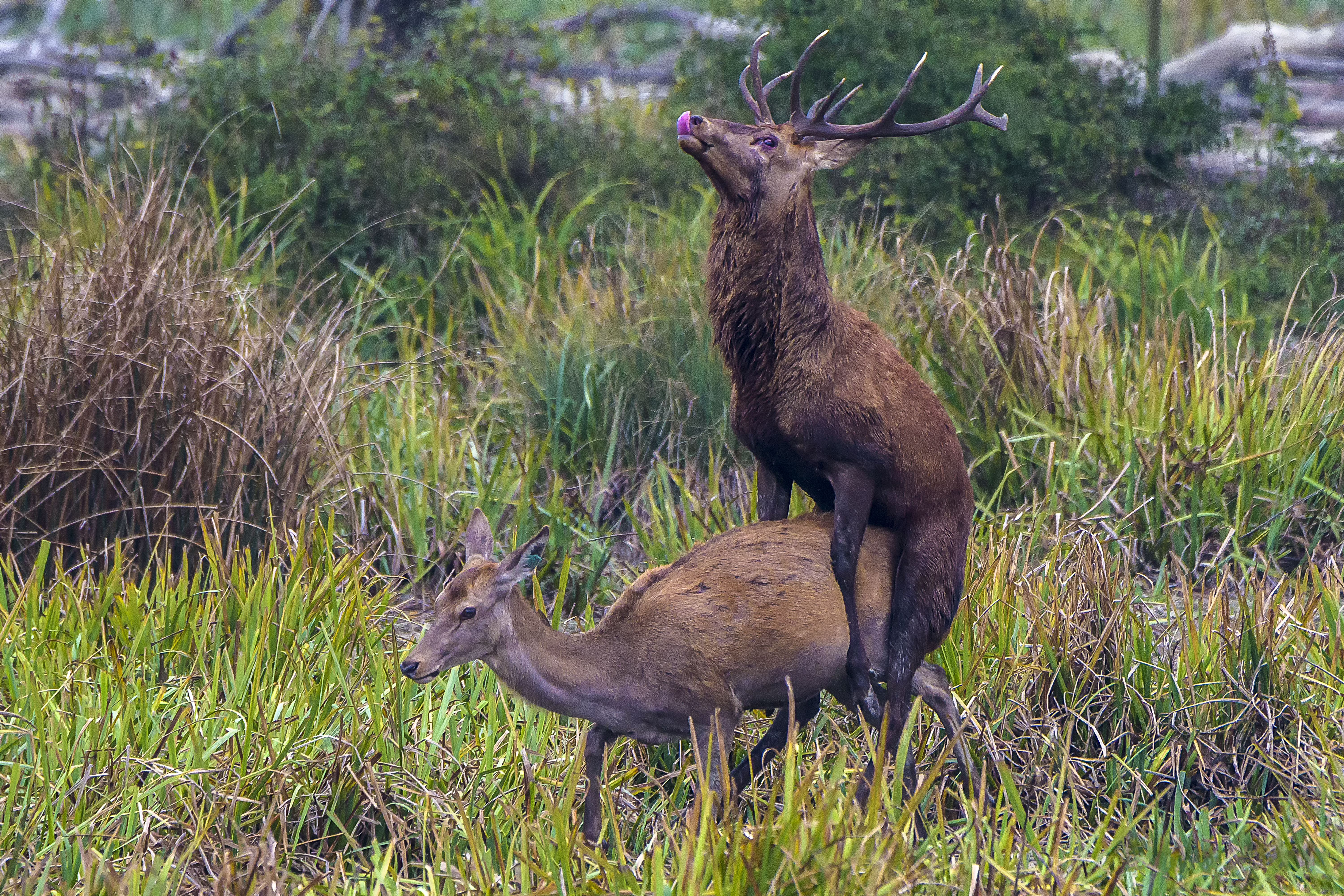 Wallpapers Deer mating season the animals on the desktop