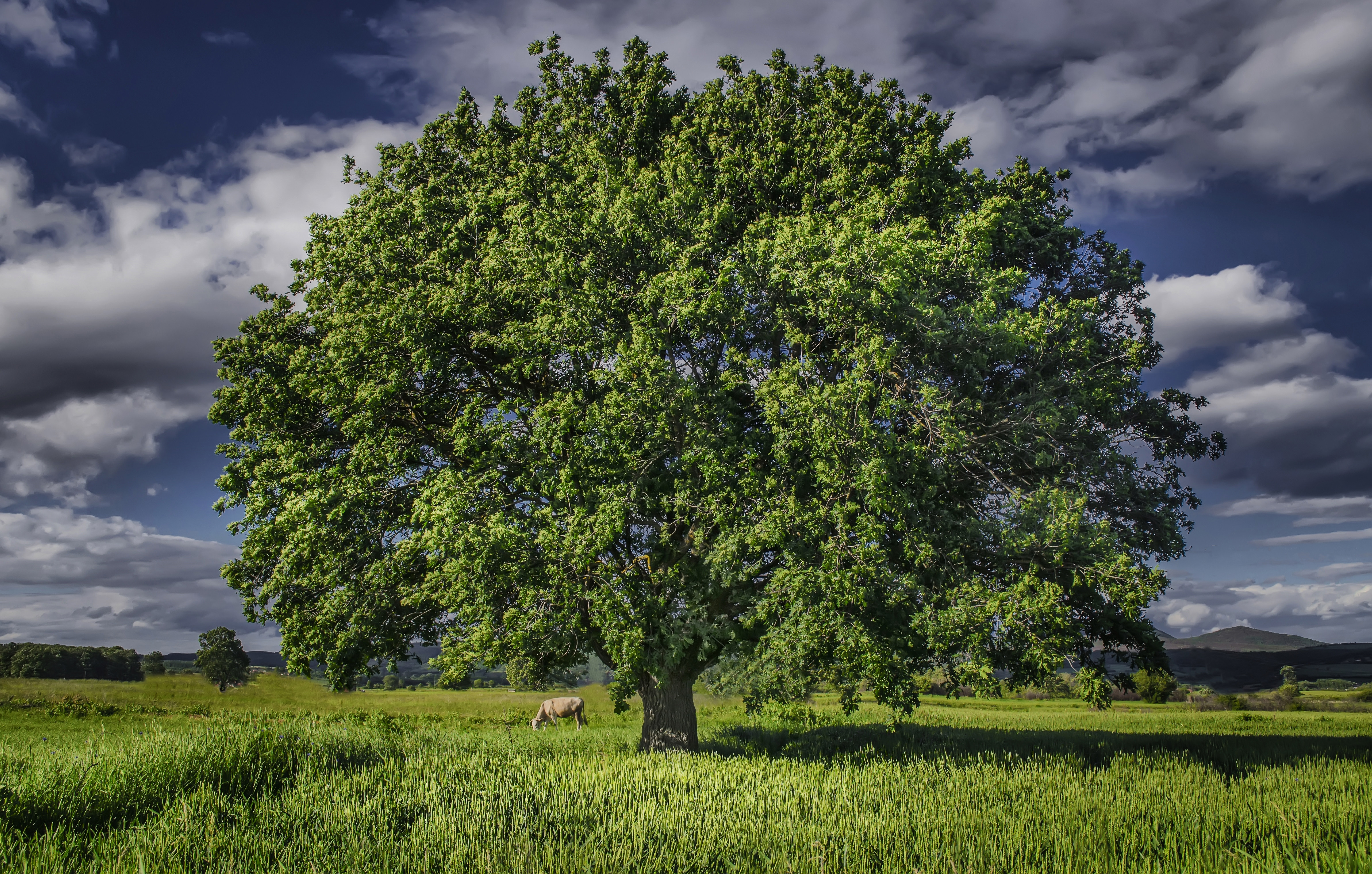 Free photo Beautiful wallpaper field, tree on the phone