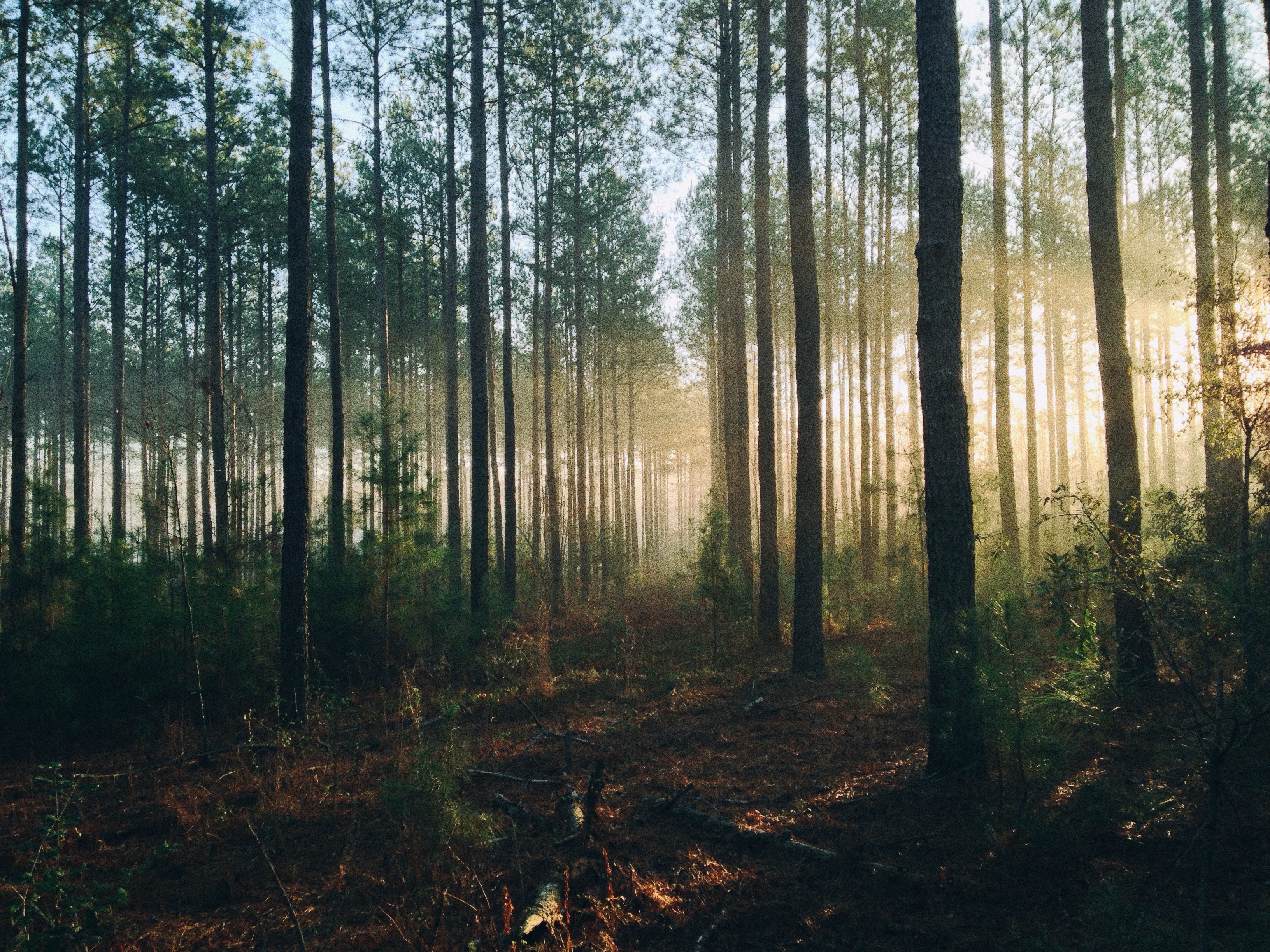 Бесплатное фото Утренние солнечные лучи в хвойном лесу