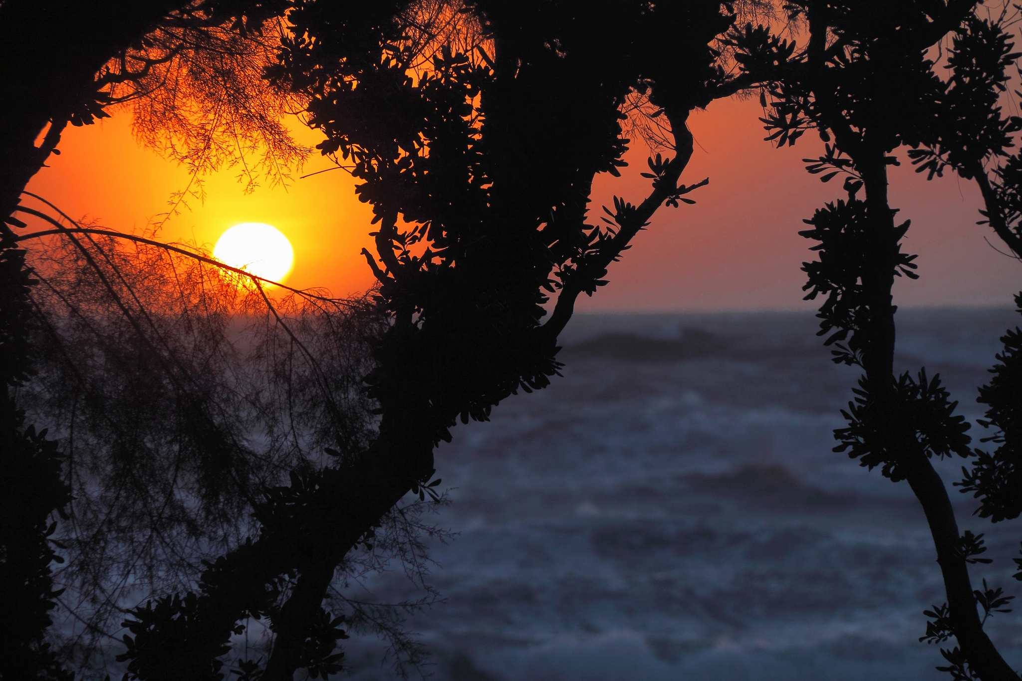 桌面上的壁纸树木 分支机构 海