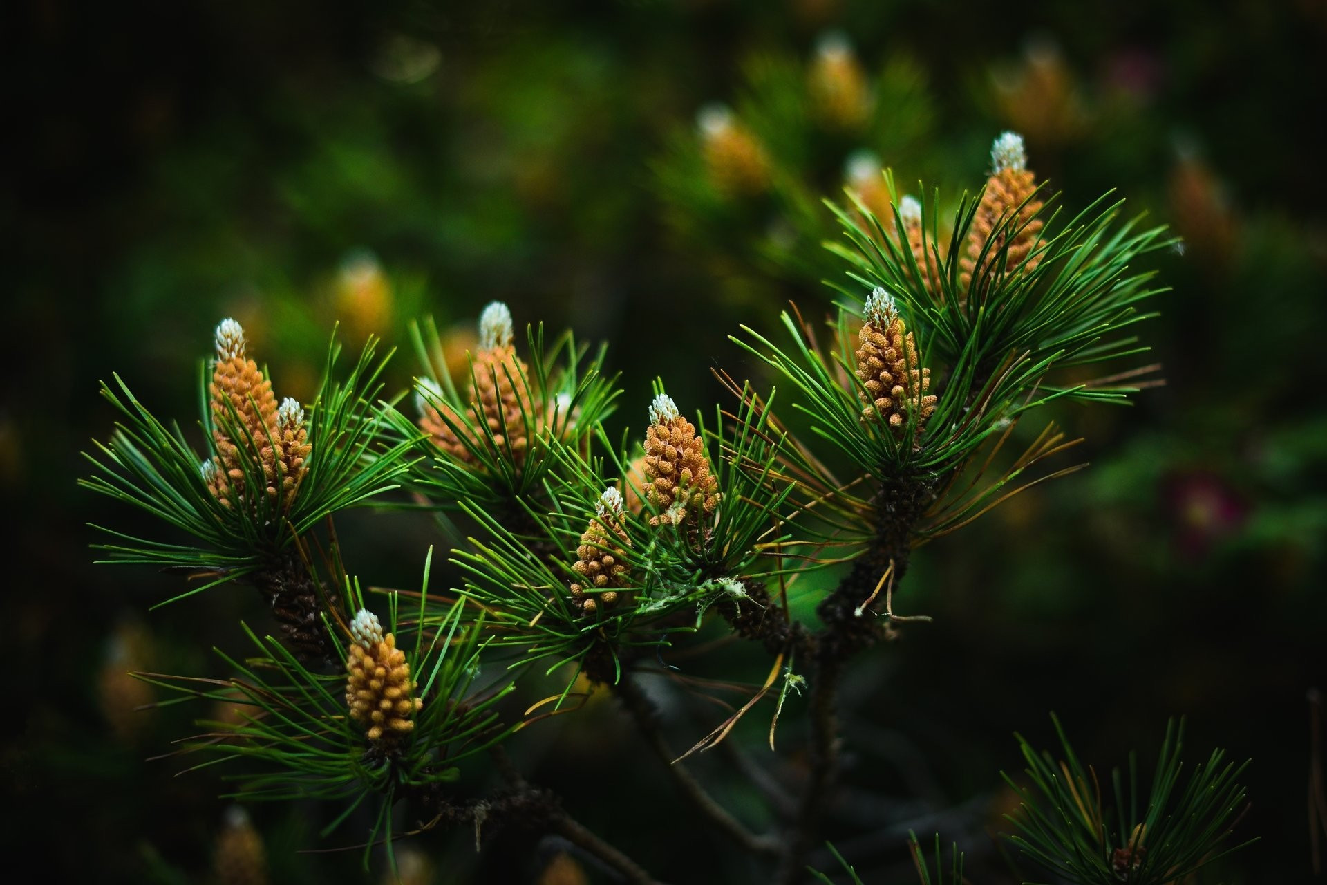 Small pine cones on branches with green needles