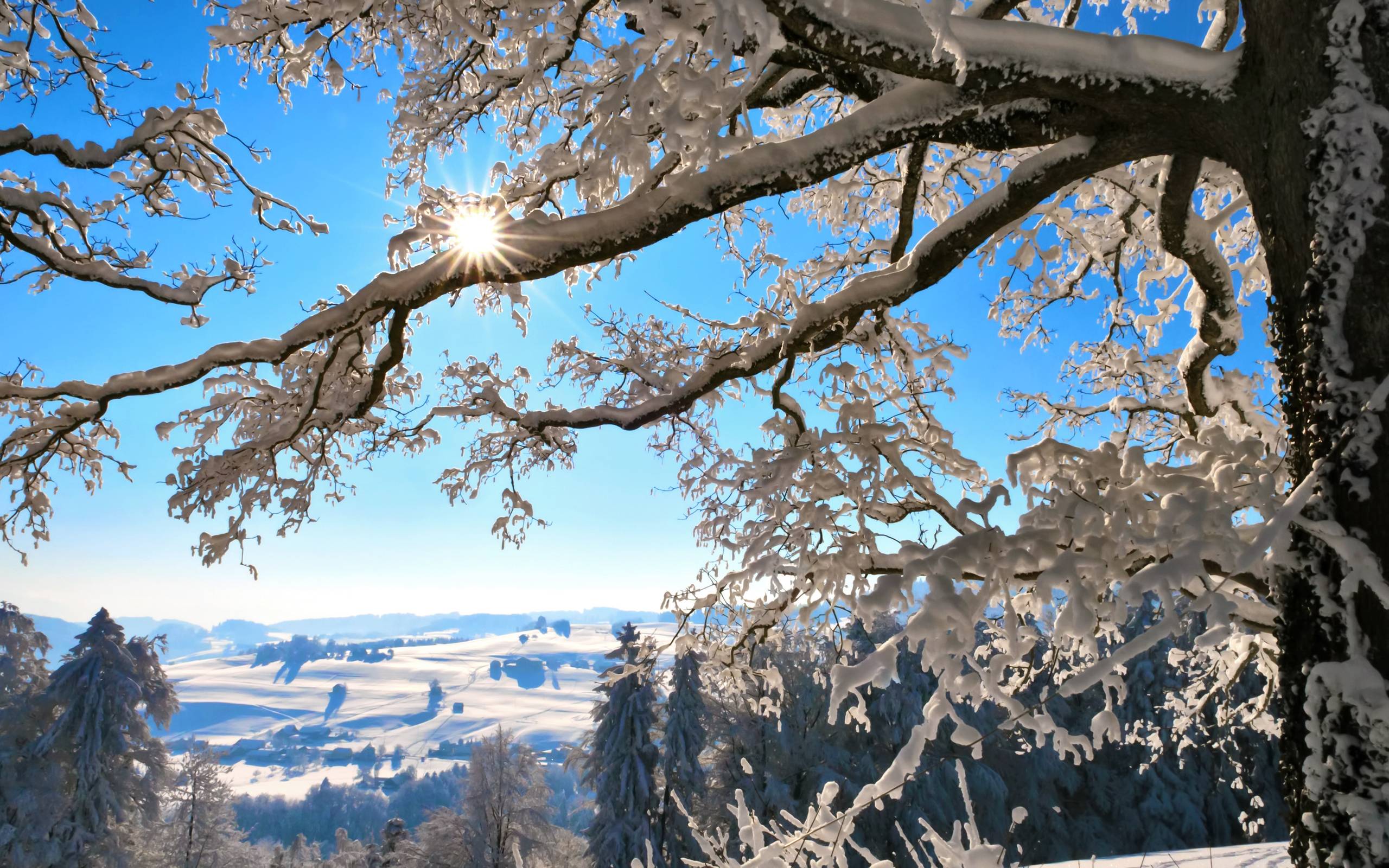 Wallpapers winter snowdrifts tree on the desktop