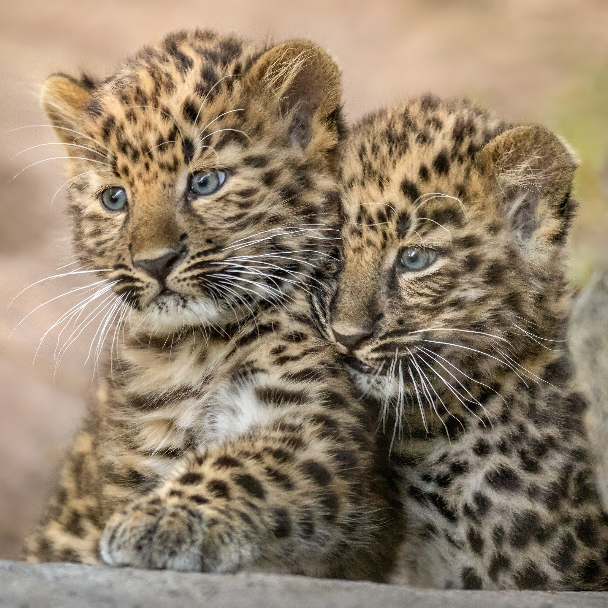 Free photo For the Year of the Leopard