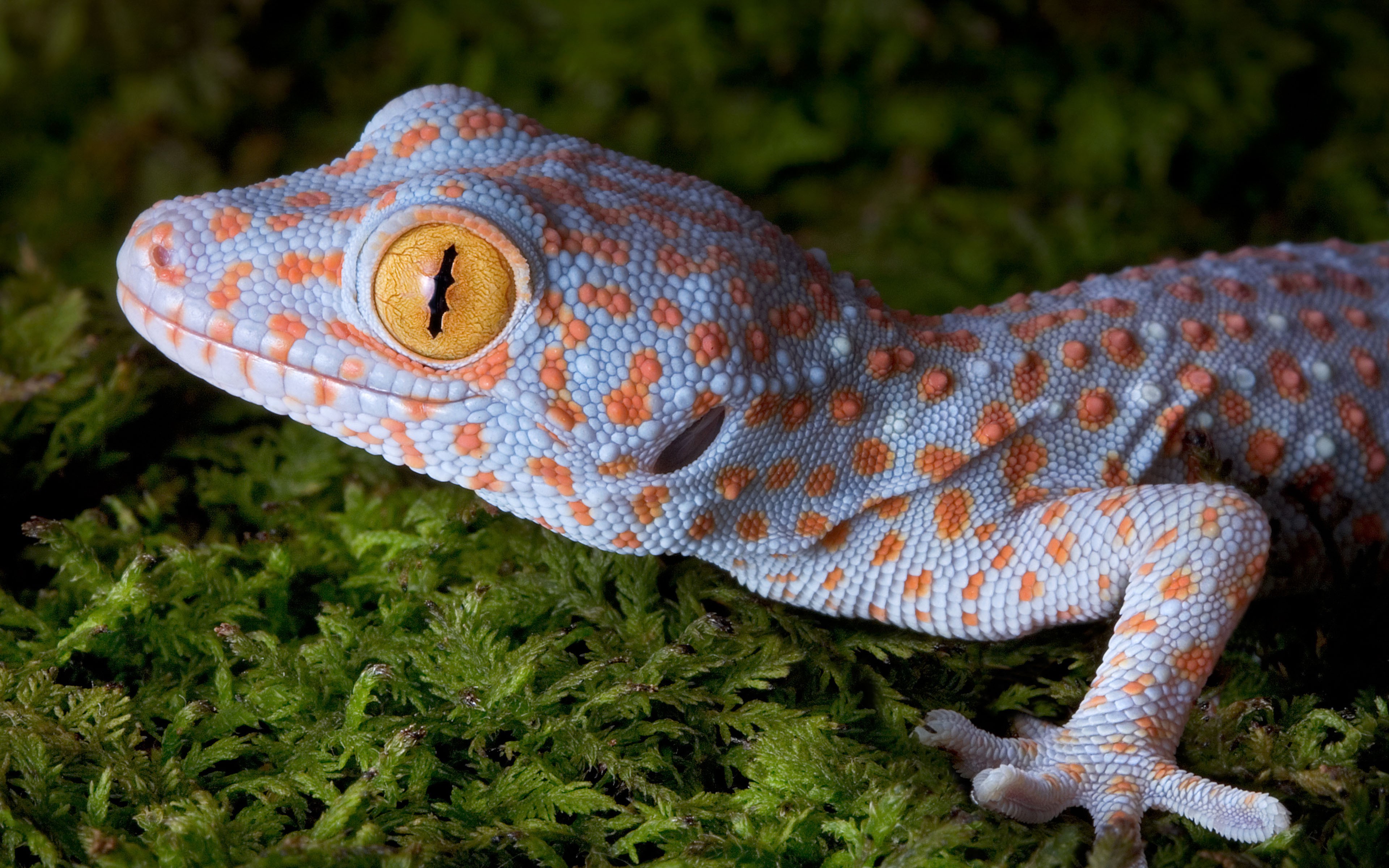 Wallpapers animals gecko macro on the desktop