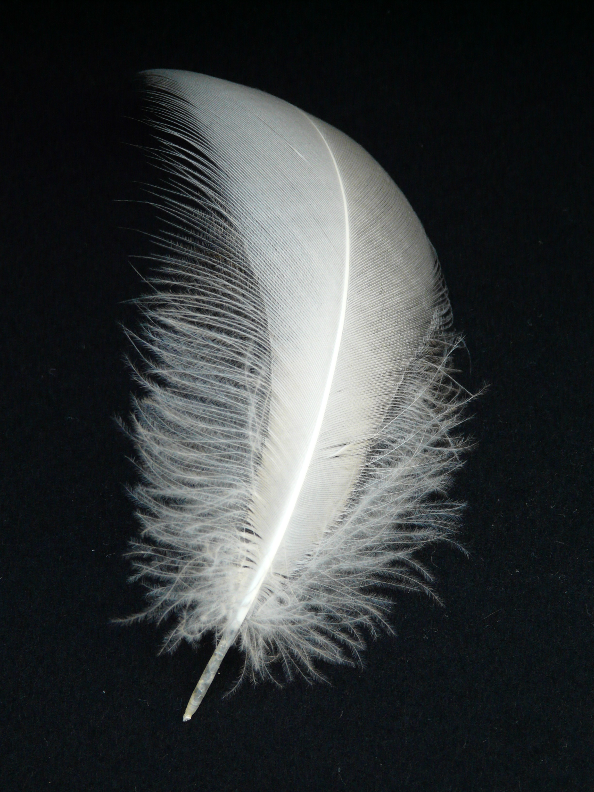 硫磺背景上的白色鸟羽