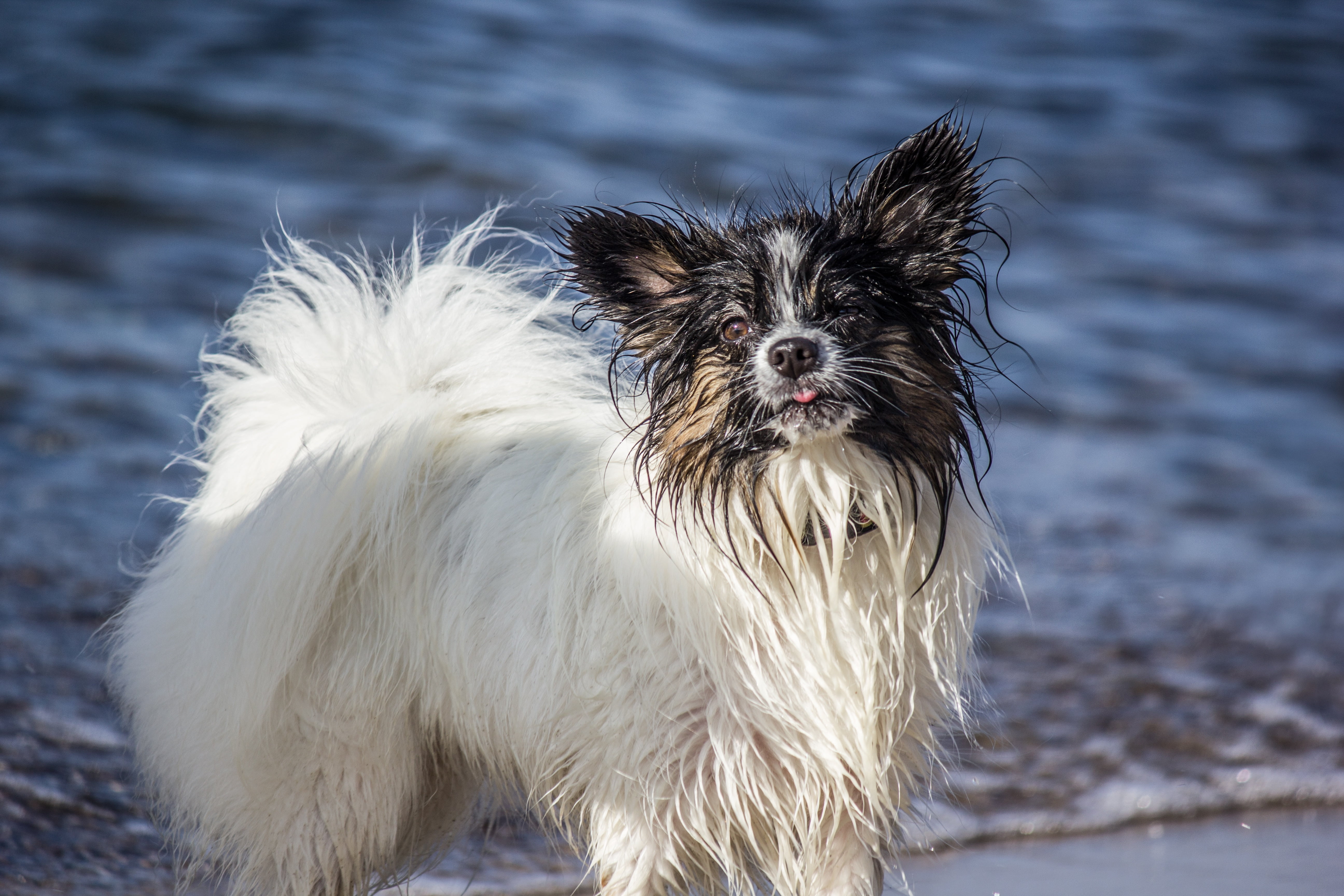 Wallpapers fluffy wet dogs on the desktop