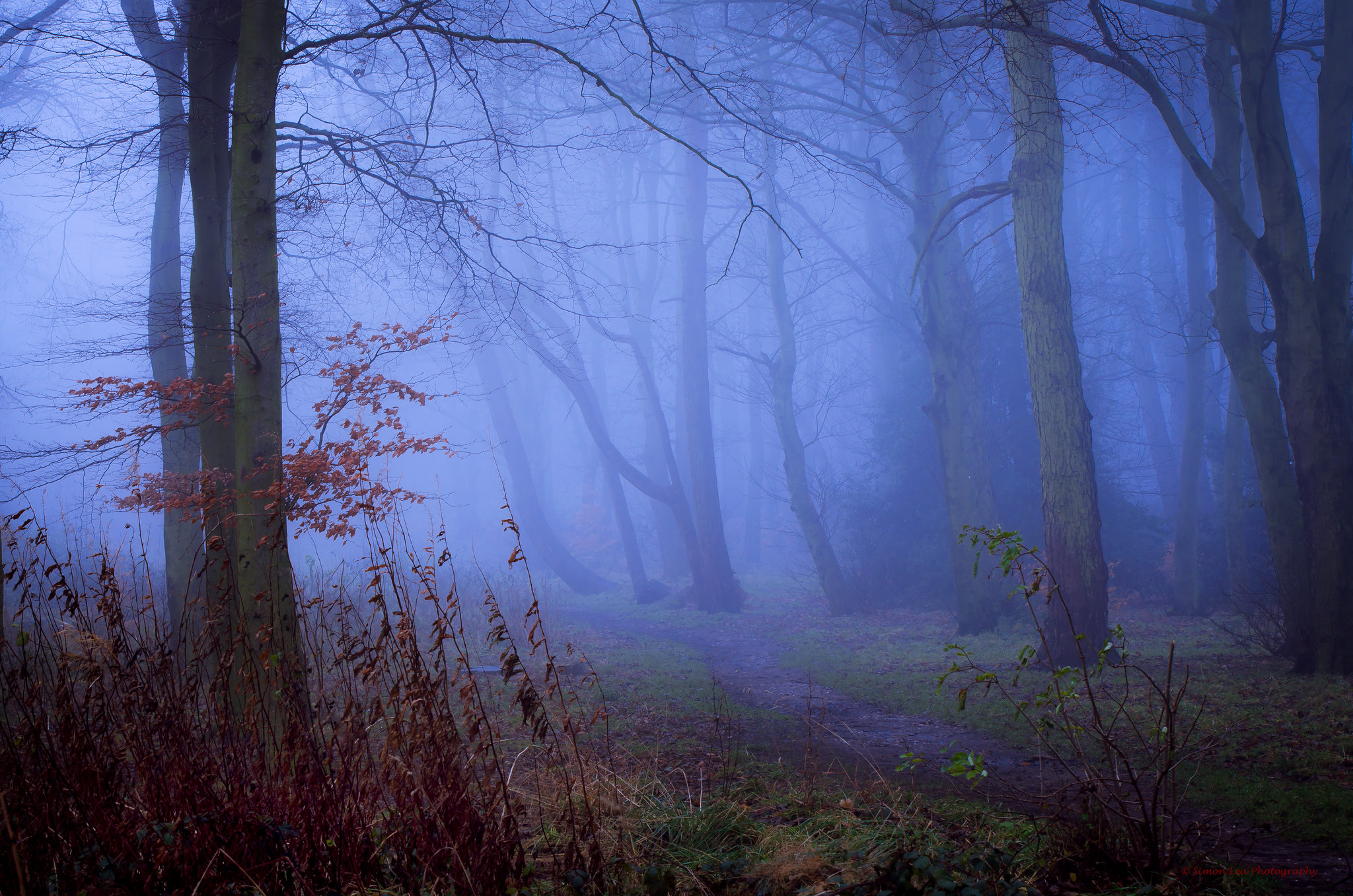 Free photo Dark Forest