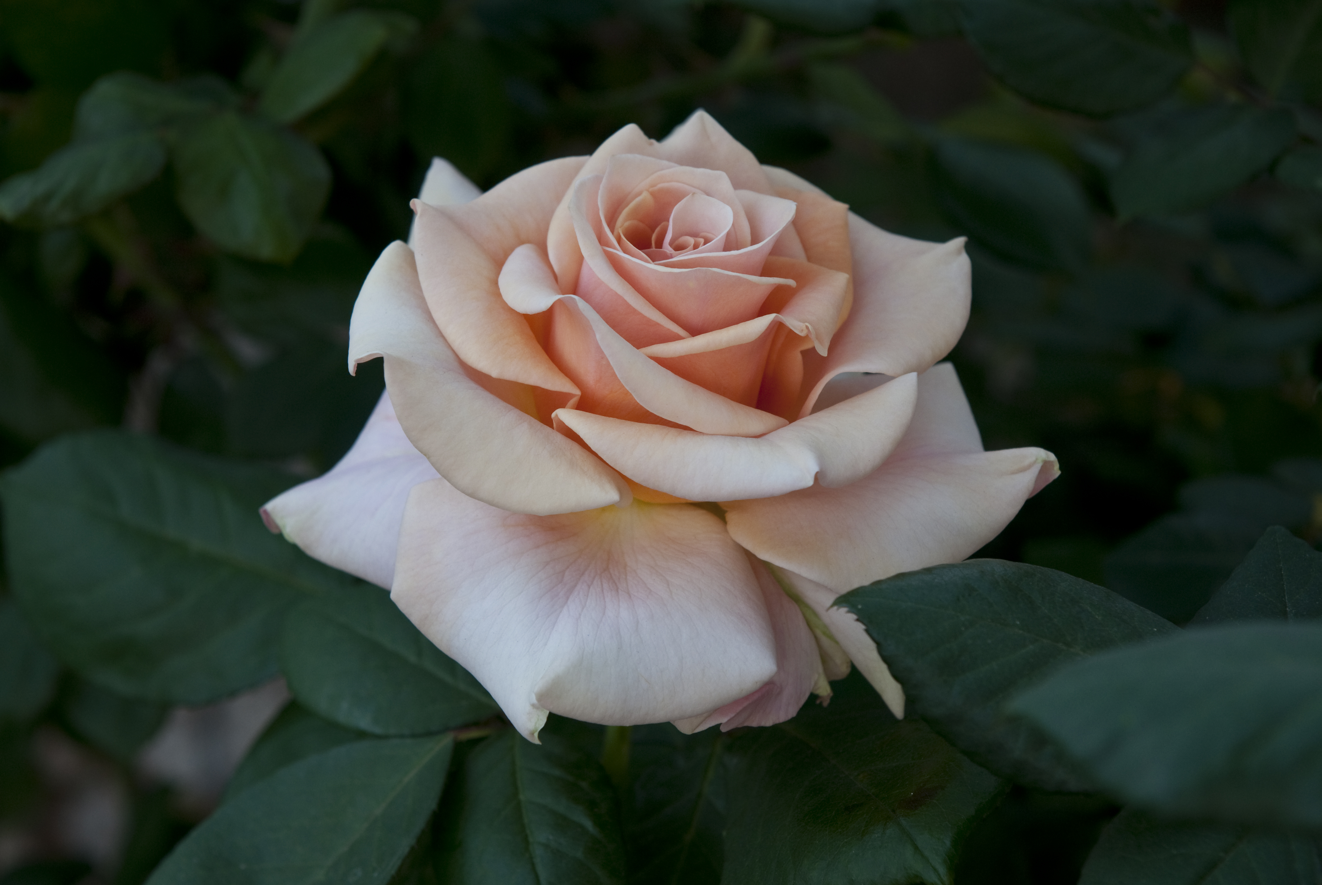 Обои роза цветы белая роза на рабочий стол