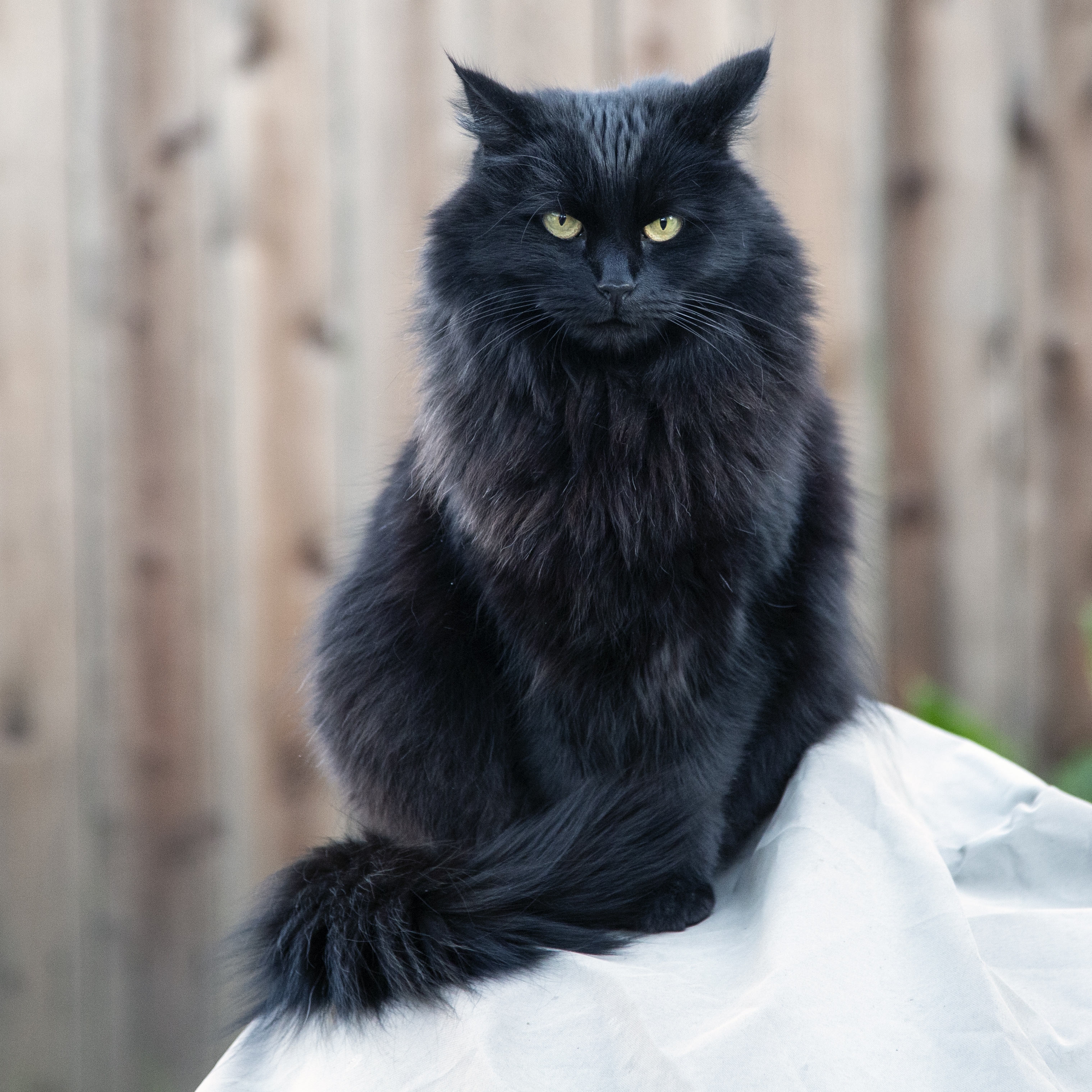 Free photo Black fluffy cat