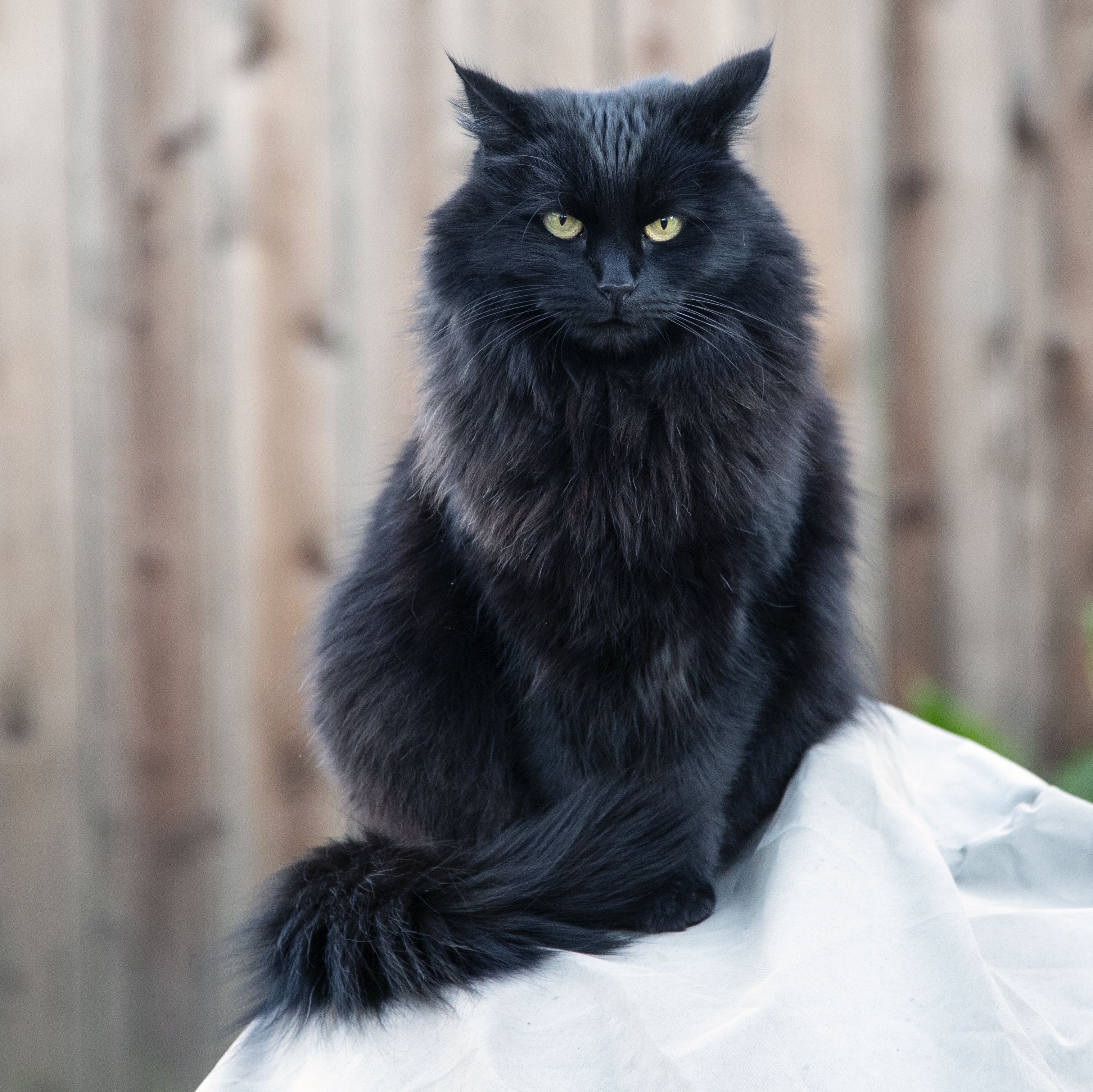 一只黑色毛茸茸的猫