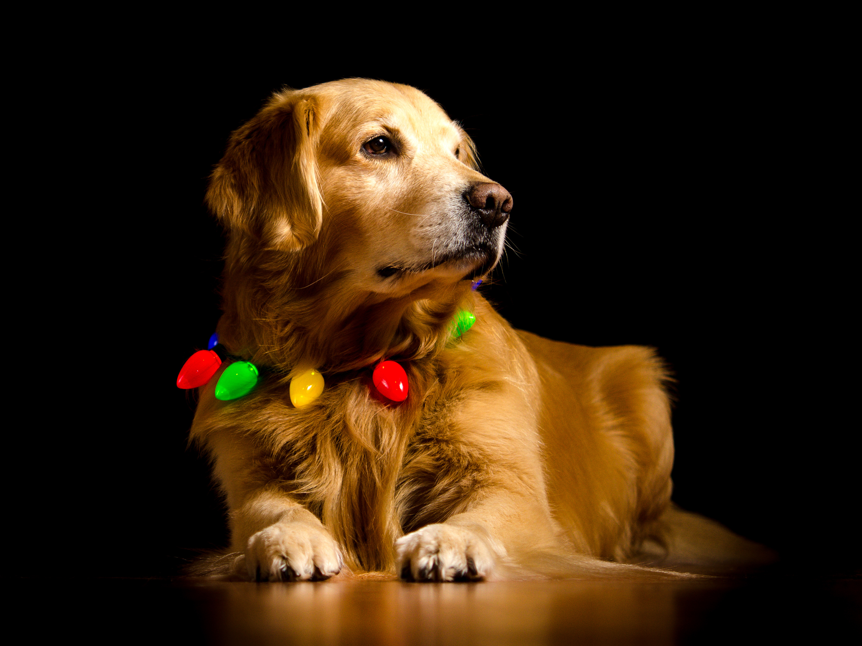 Wallpapers golden retriever dog paws on the desktop