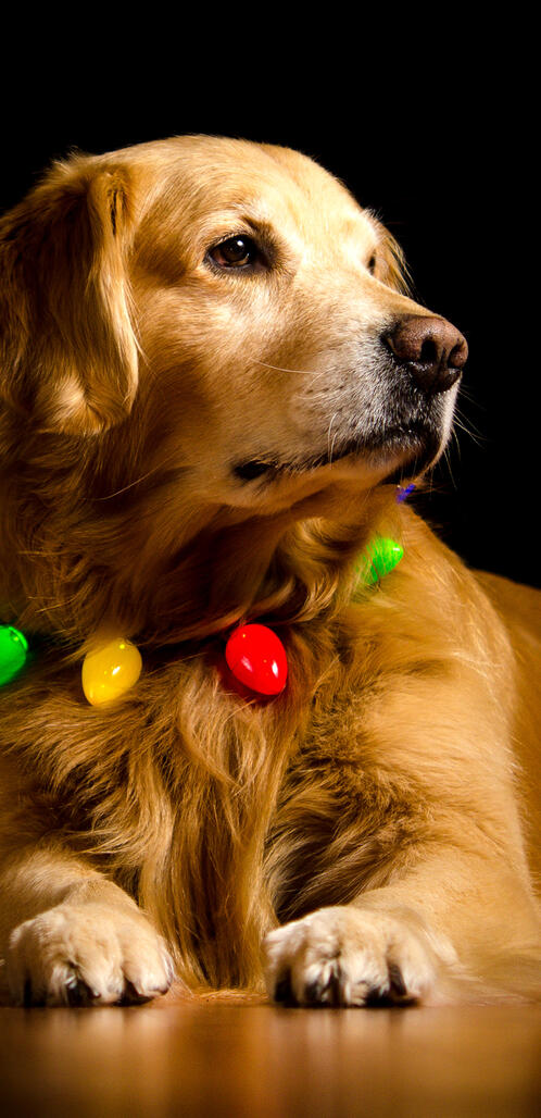 Обои золотой ретривер собака лапы на рабочий стол