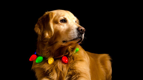 Обои золотой ретривер собака лапы на рабочий стол