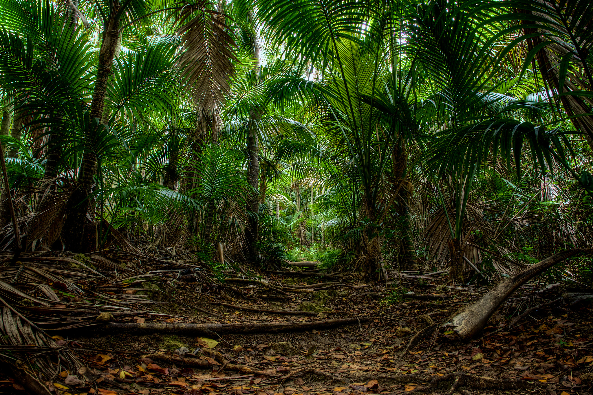 Wallpapers Australia trees Lord Howe Island on the desktop