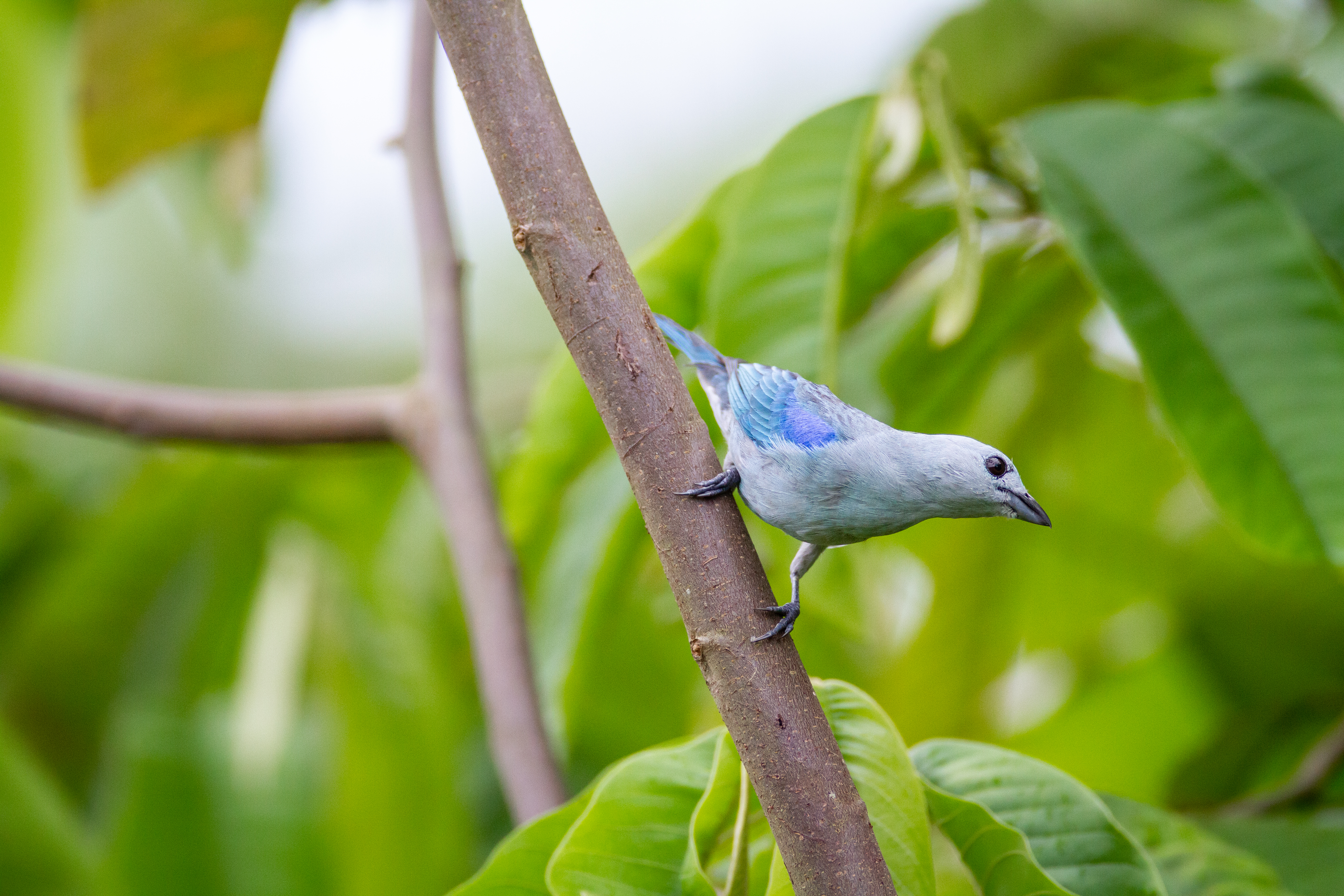 Обои птица дерево ветвь на рабочий стол