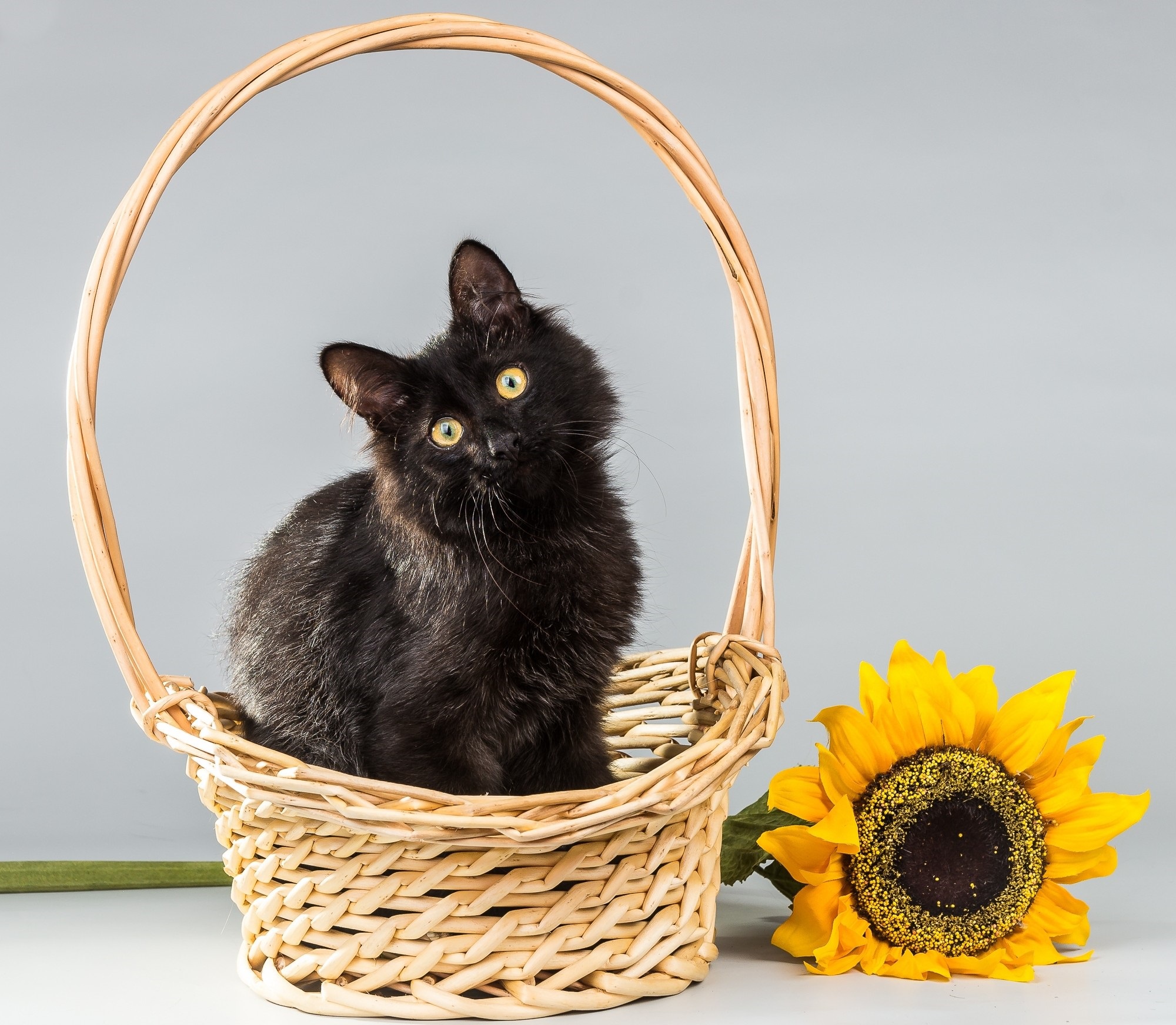 Бесплатное фото Черный котенок сидит в корзинке