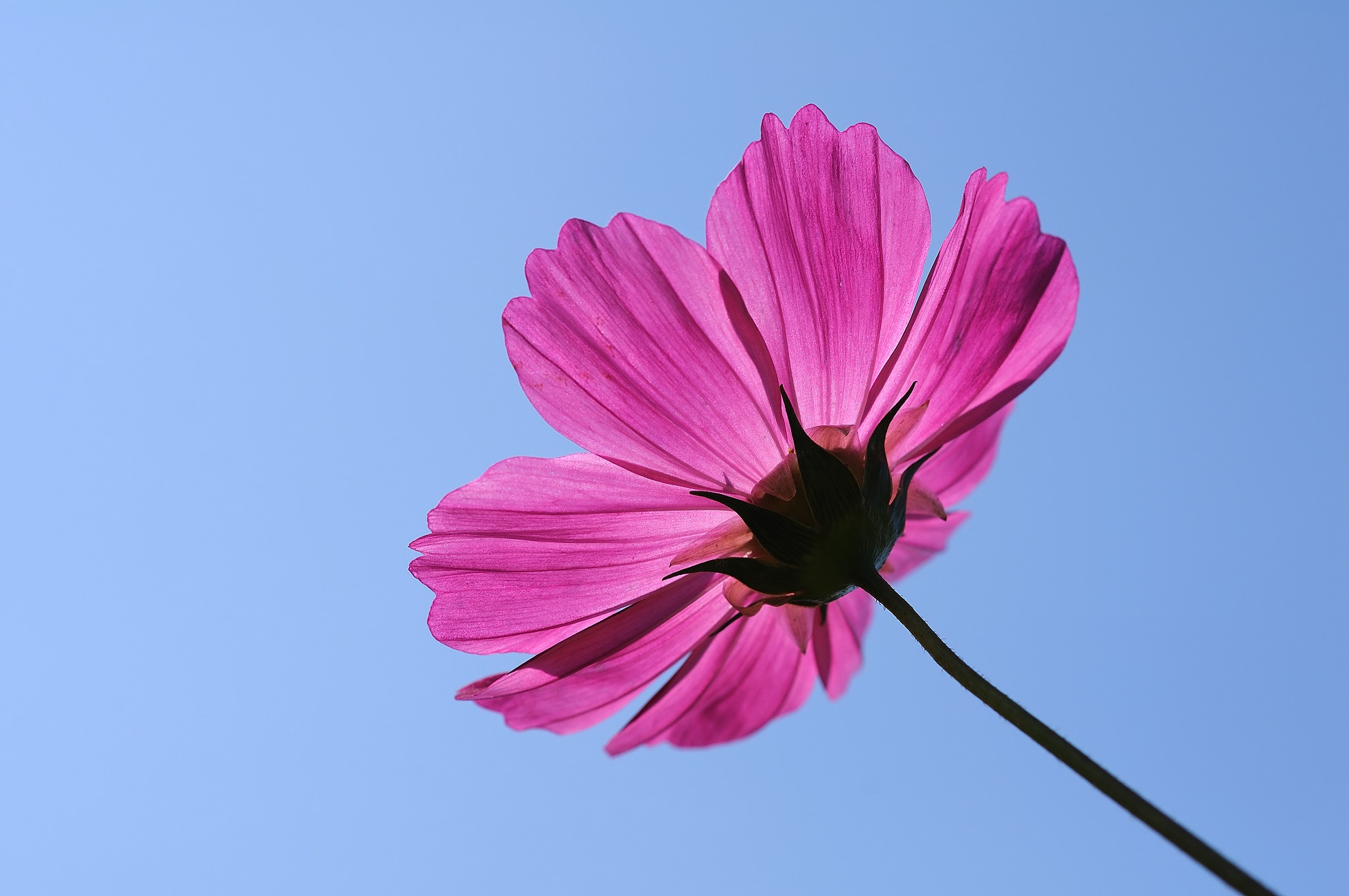 免费照片天空下的粉色花朵