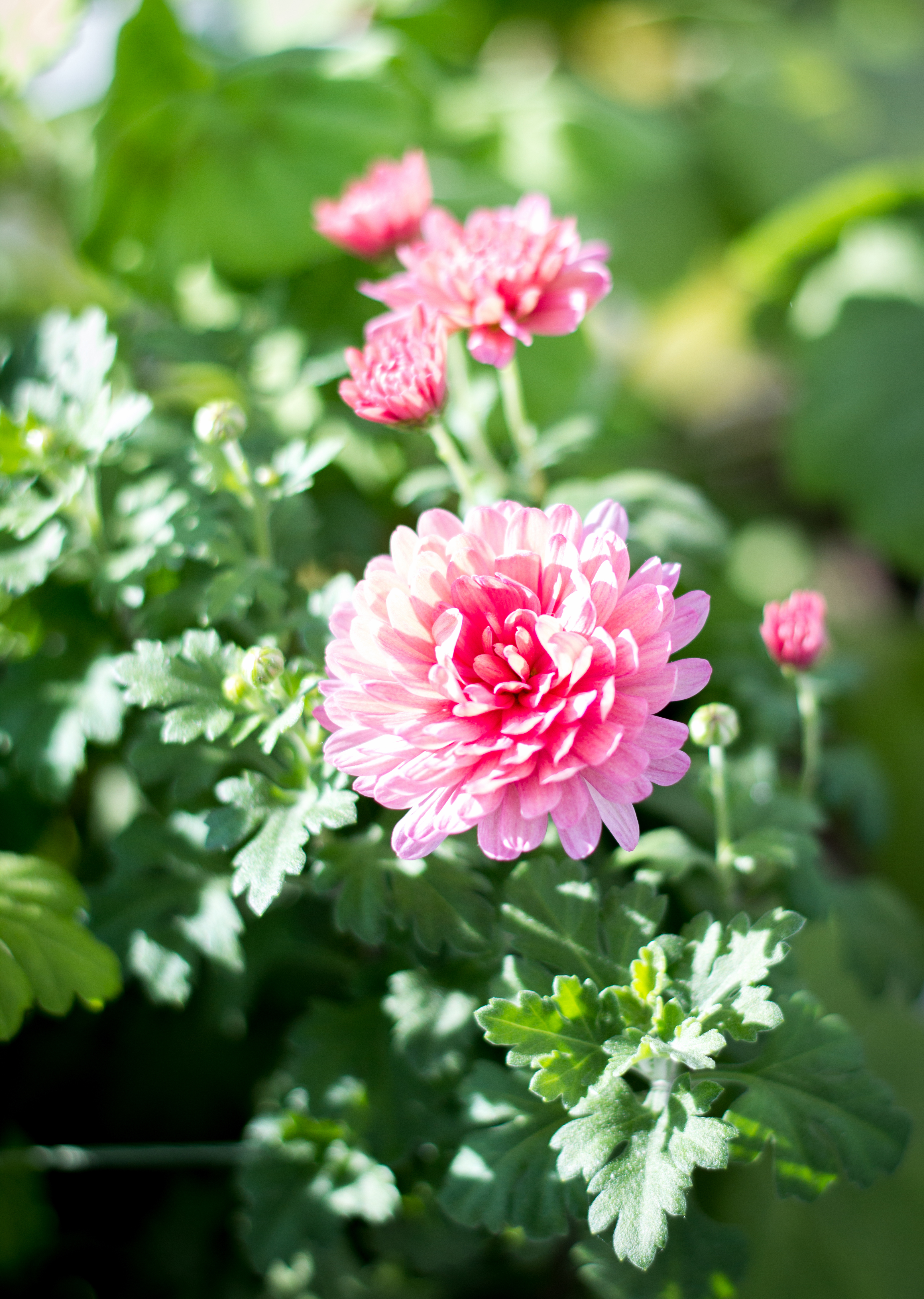 Free photo Magic Chrysanthemum