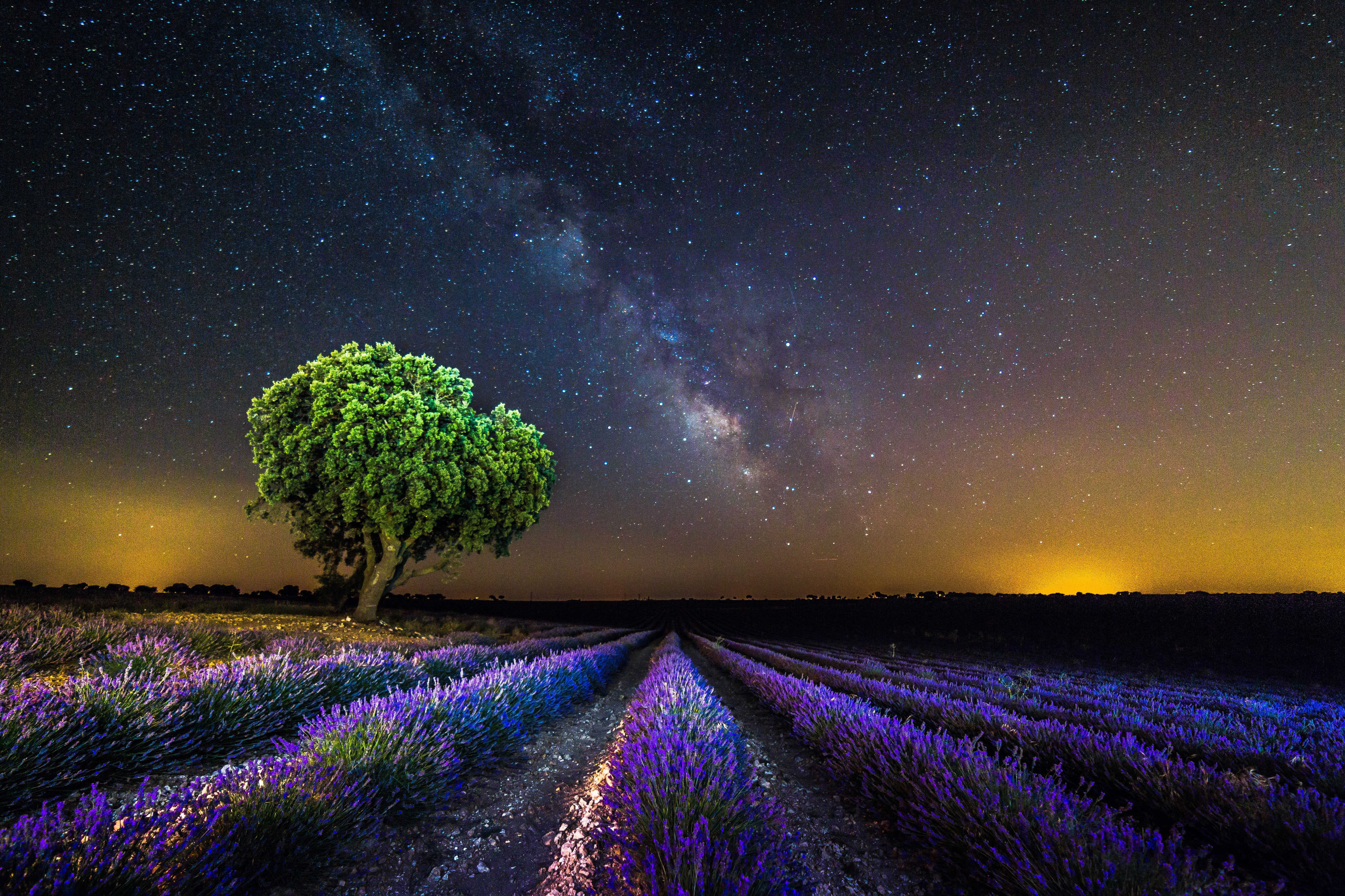 Wallpapers dusk lavender lavender field on the desktop