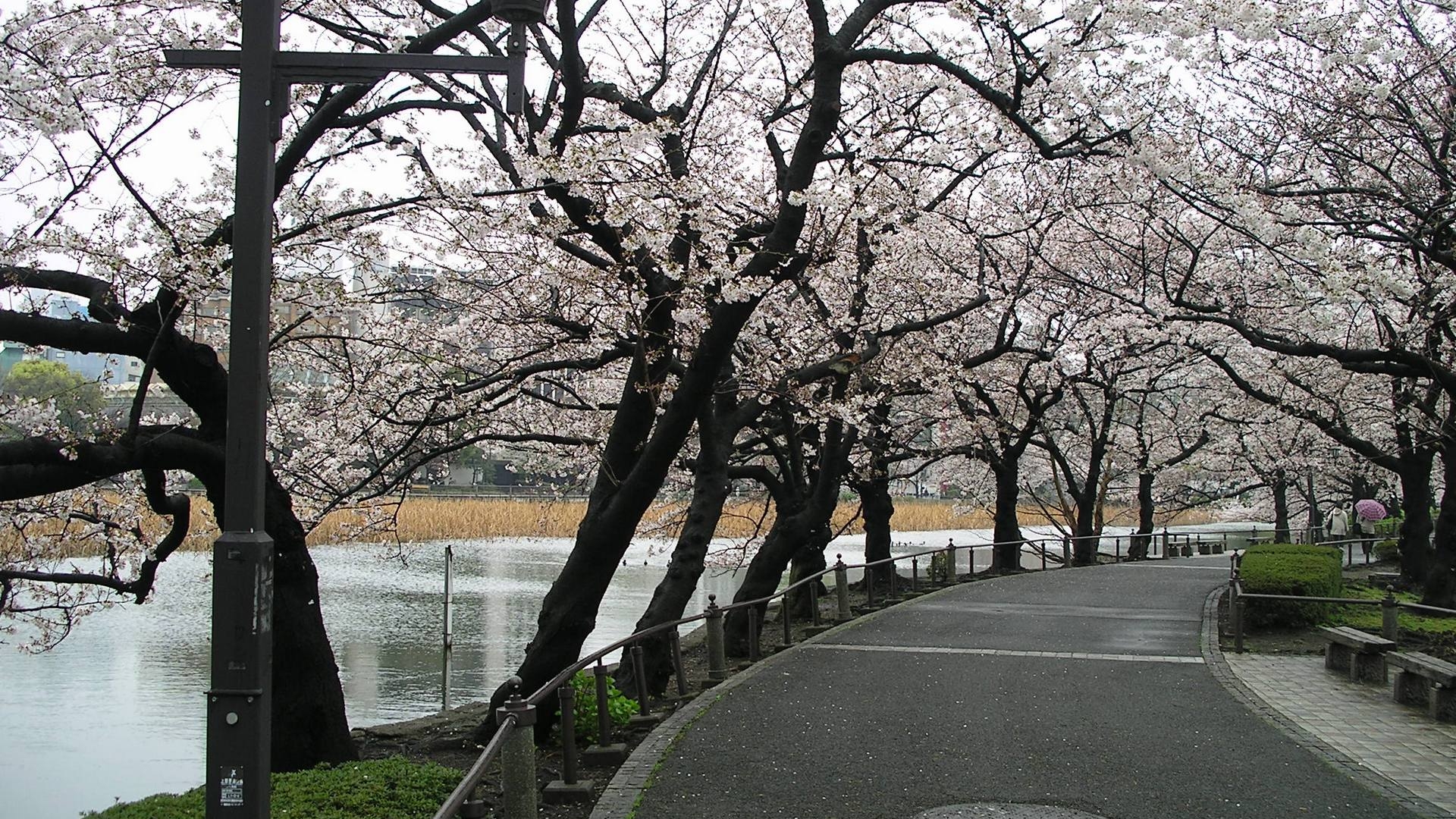 桌面上的壁纸园区 道路 分支机构