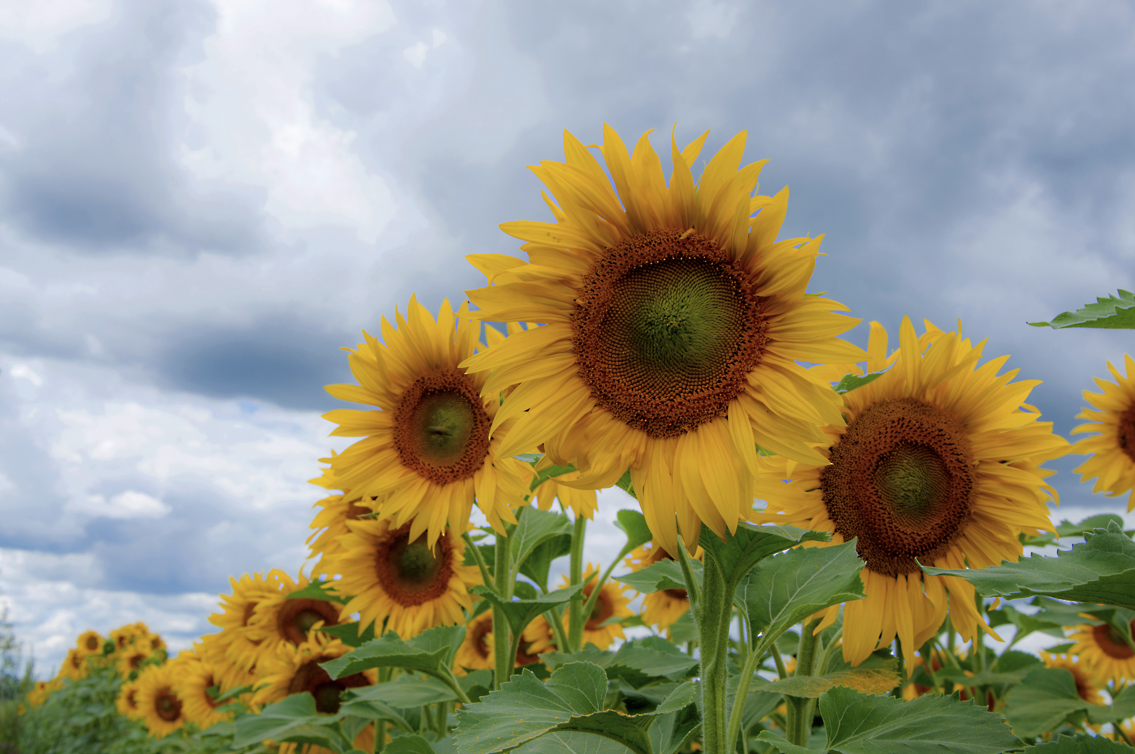 Free photo A field of sunflowers