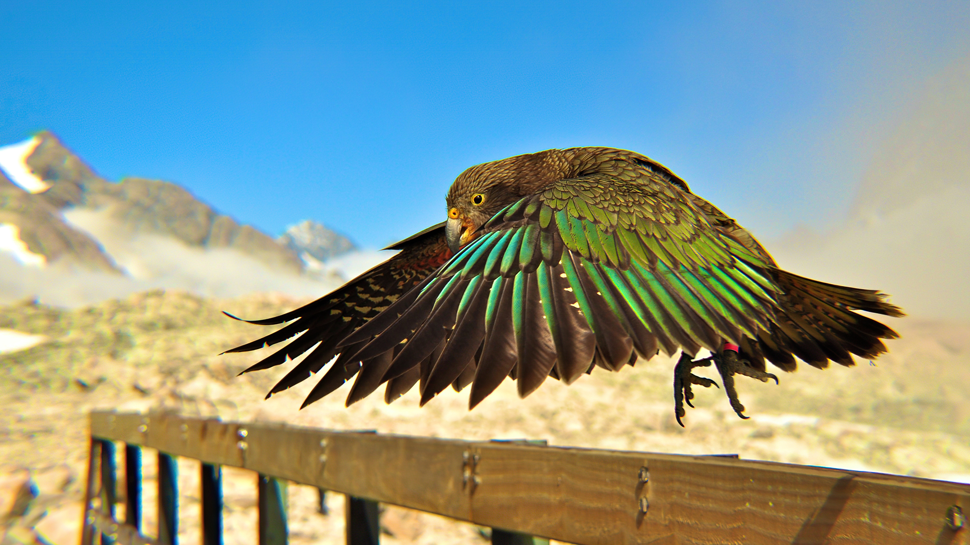 Wallpapers birds green feathers wings on the desktop