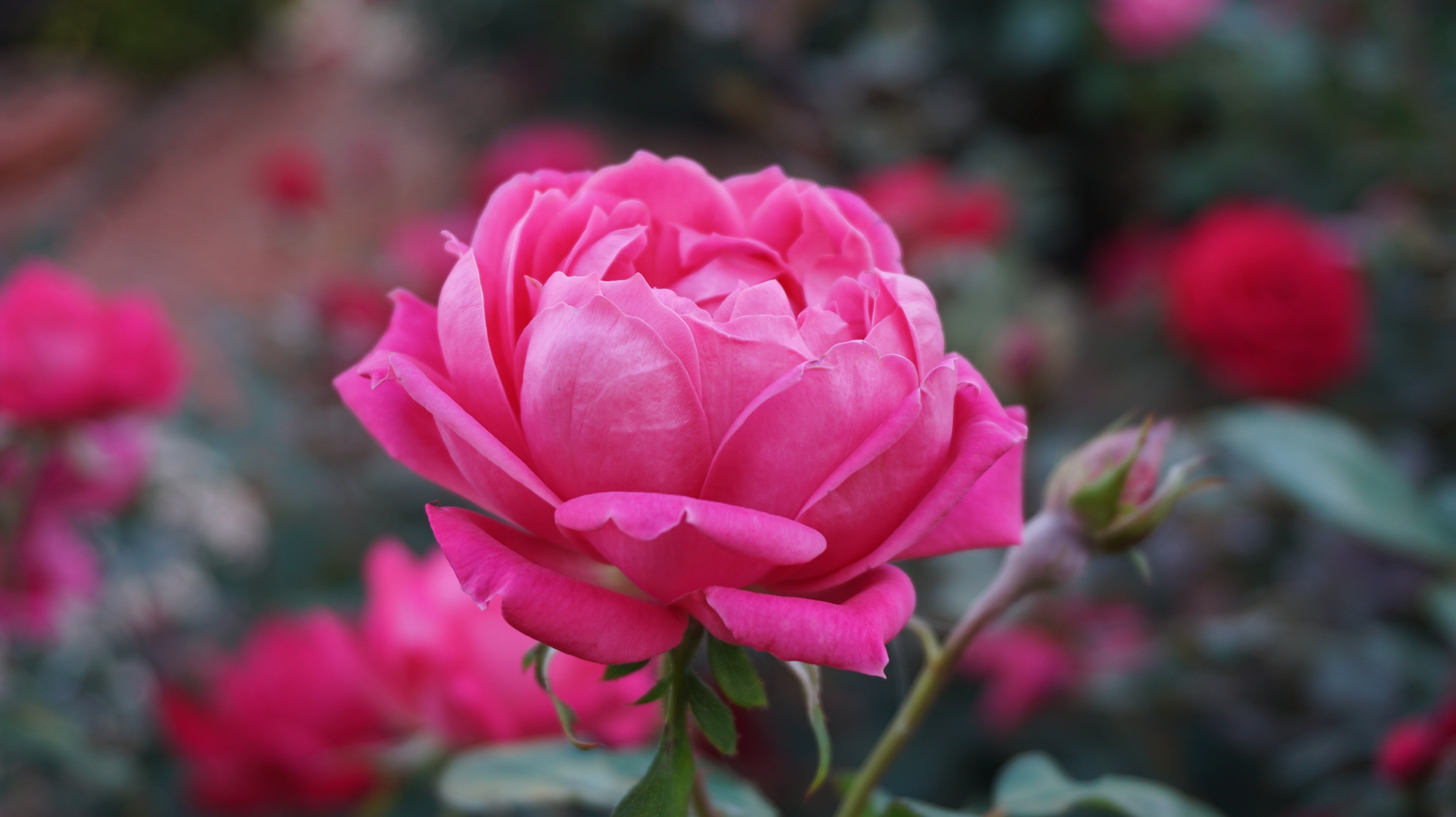 Free photo A garden of pink sentifolia roses