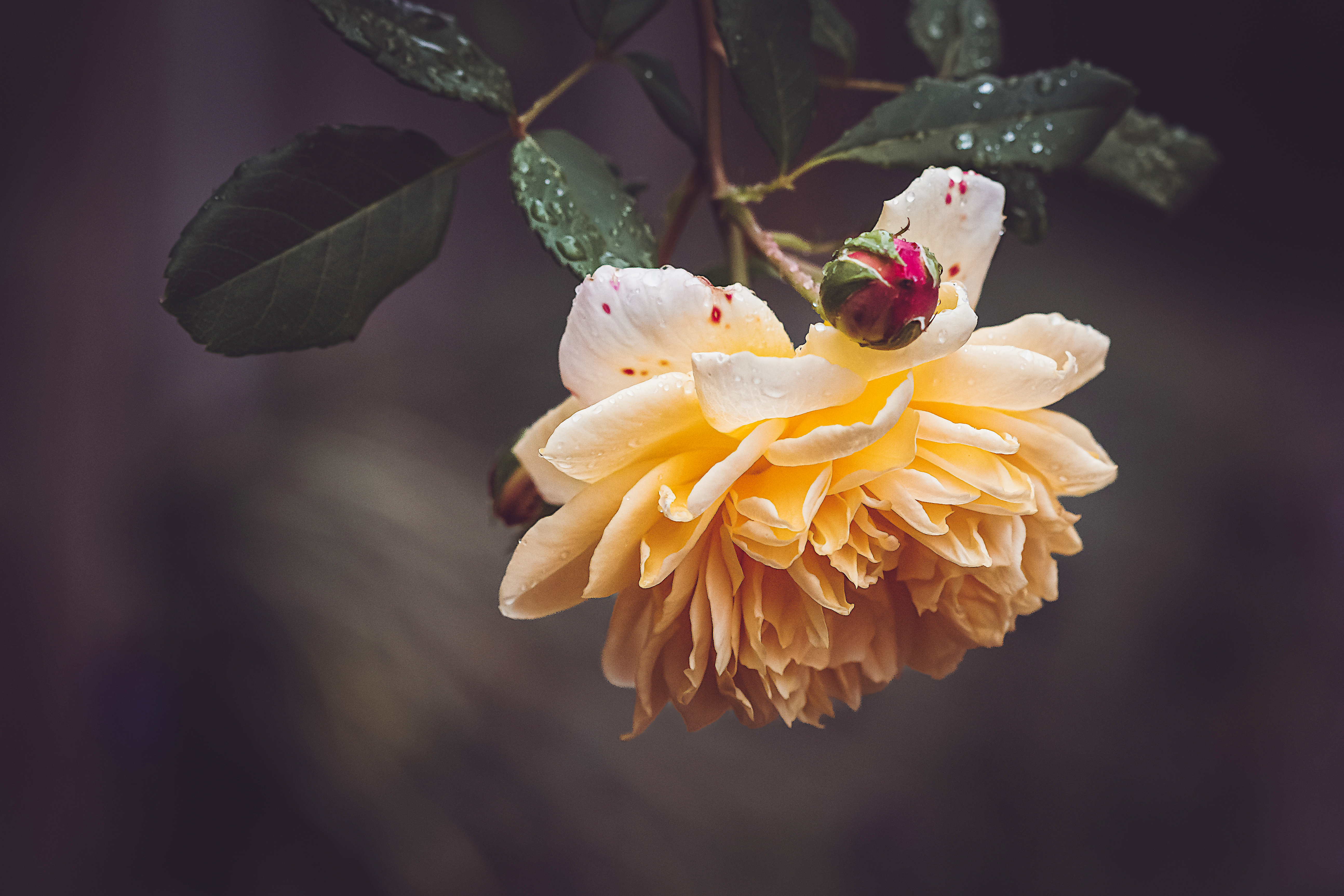免费照片娇艳的黄玫瑰与雨滴